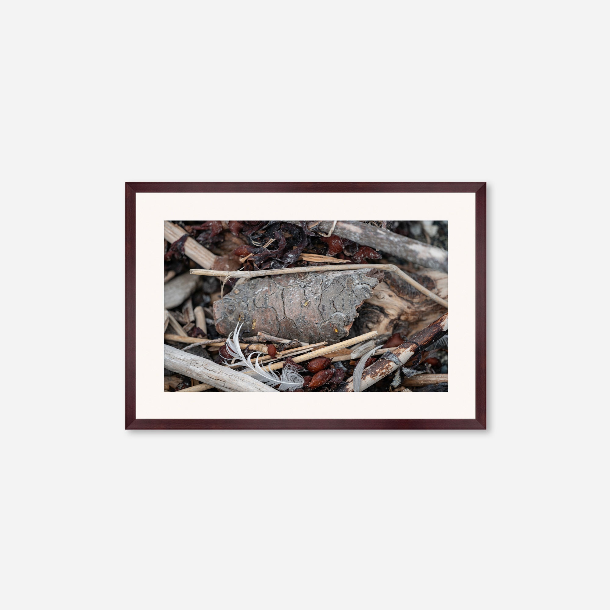 Feathers no. 13