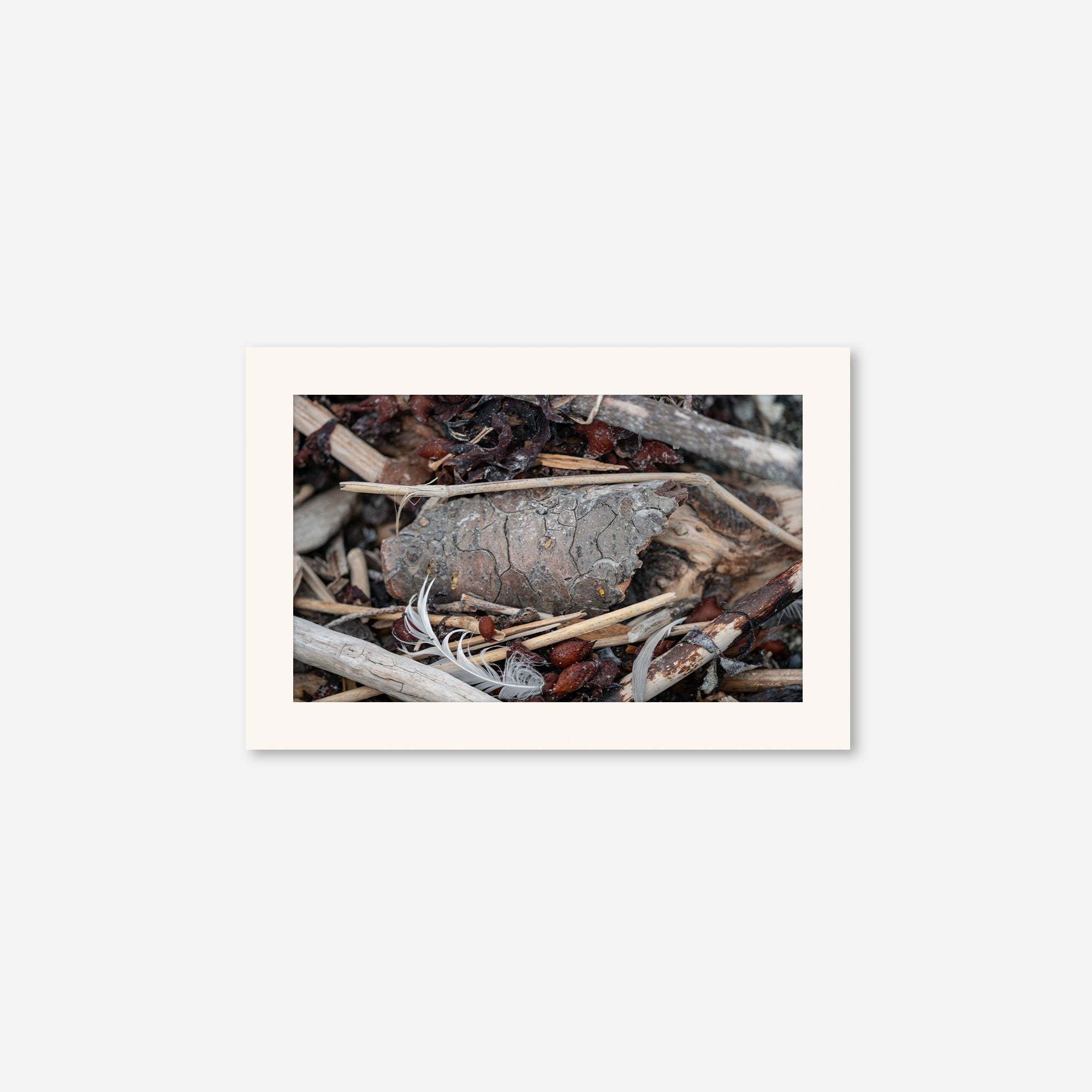 Feathers no. 13