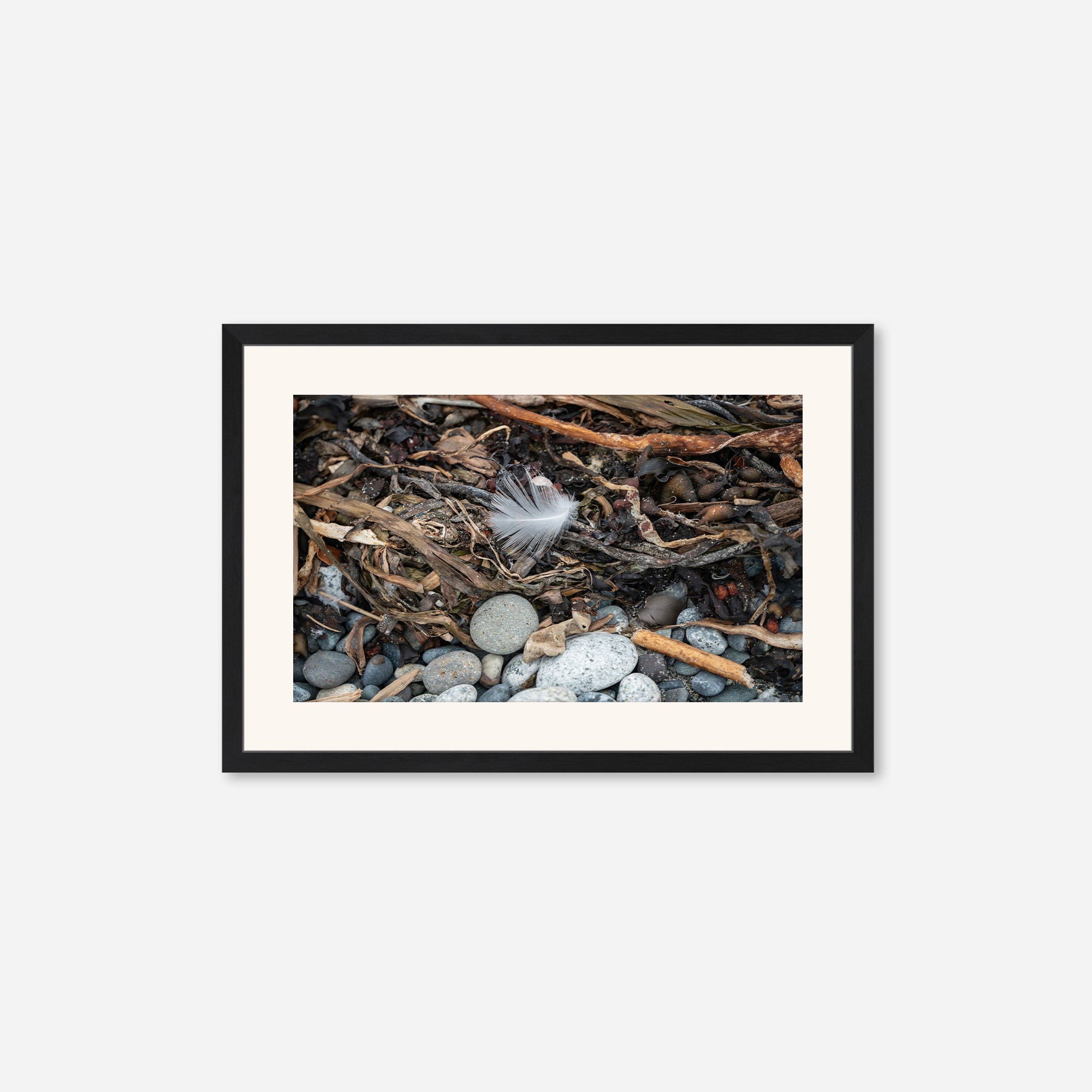 Feathers no. 11