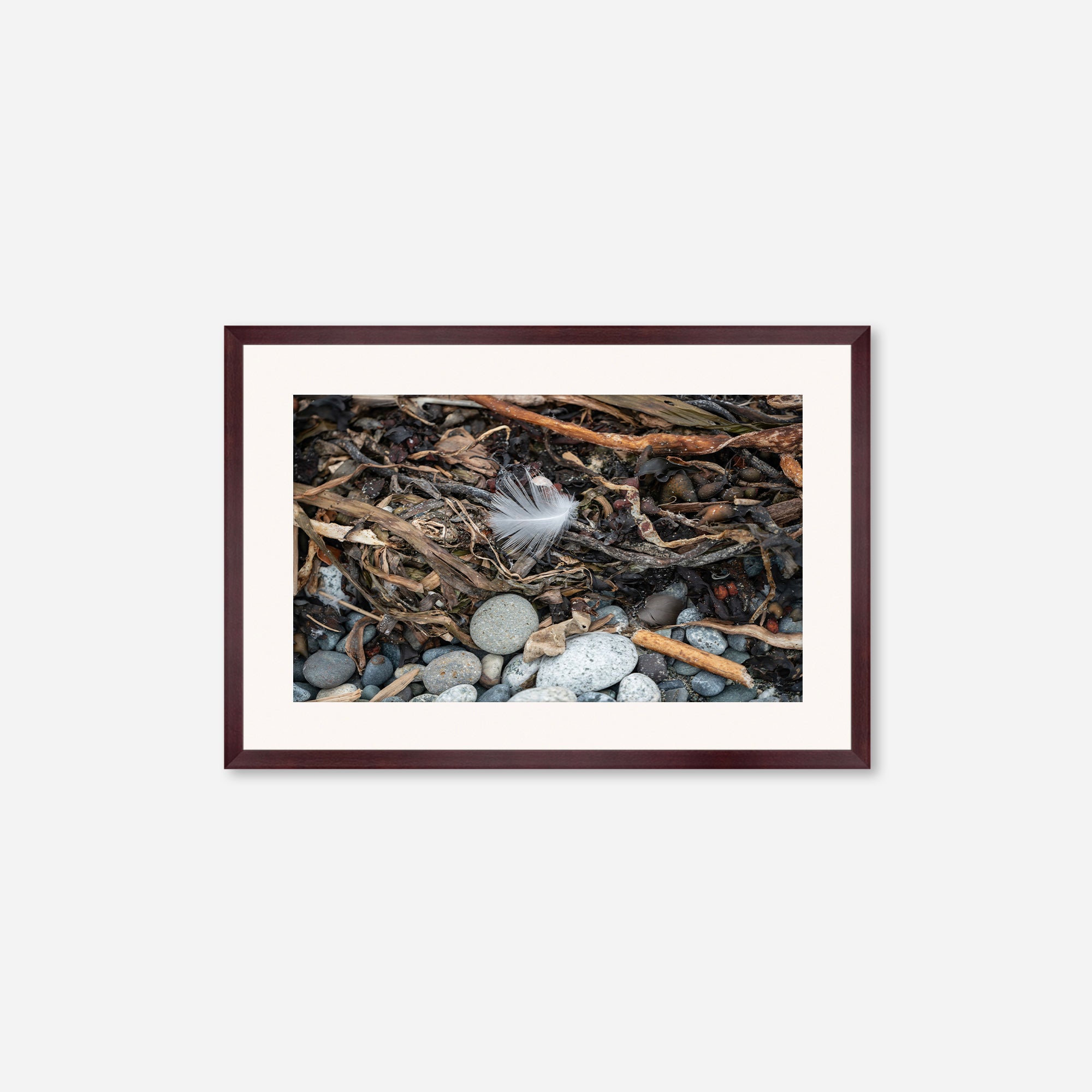 Feathers no. 11