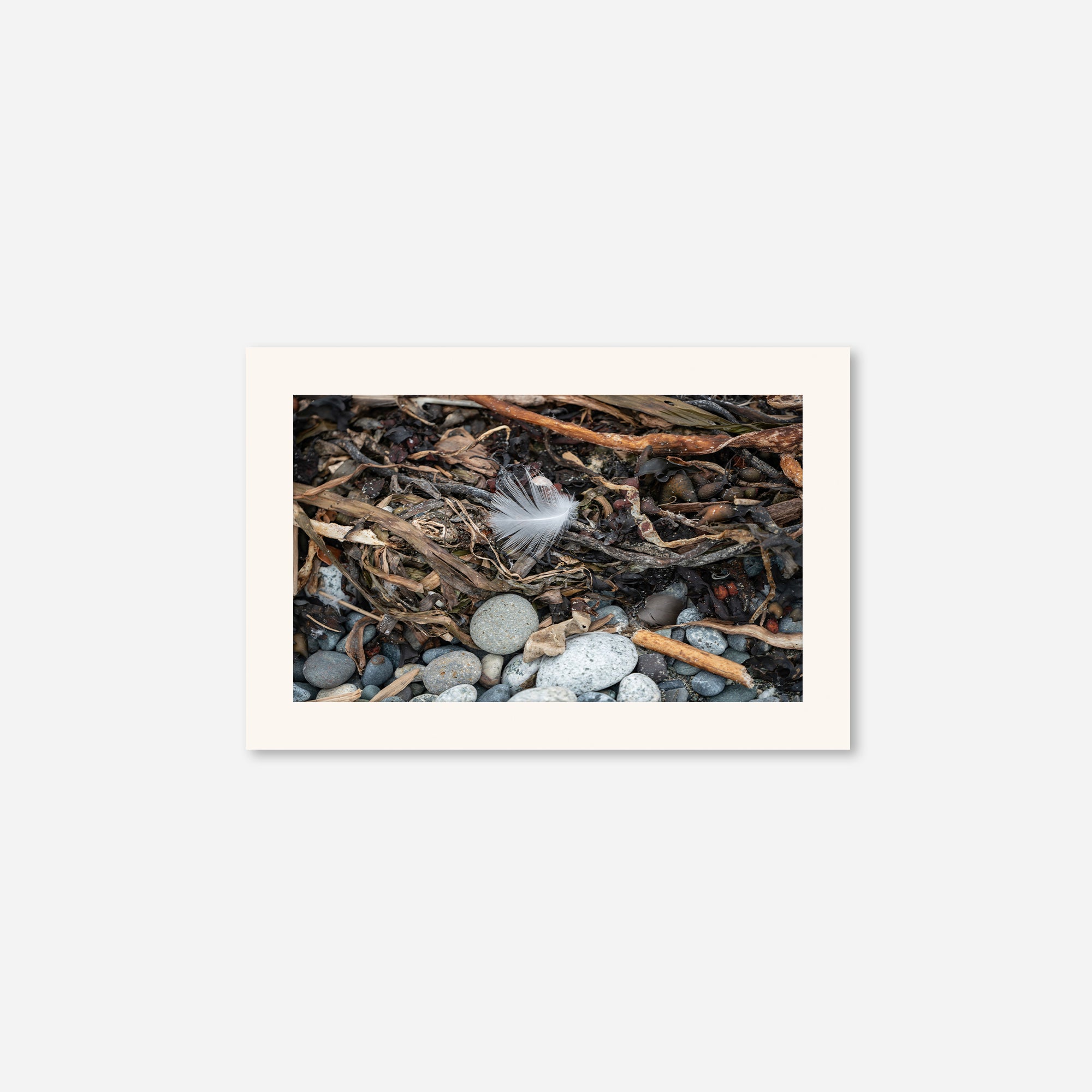 Feathers no. 11