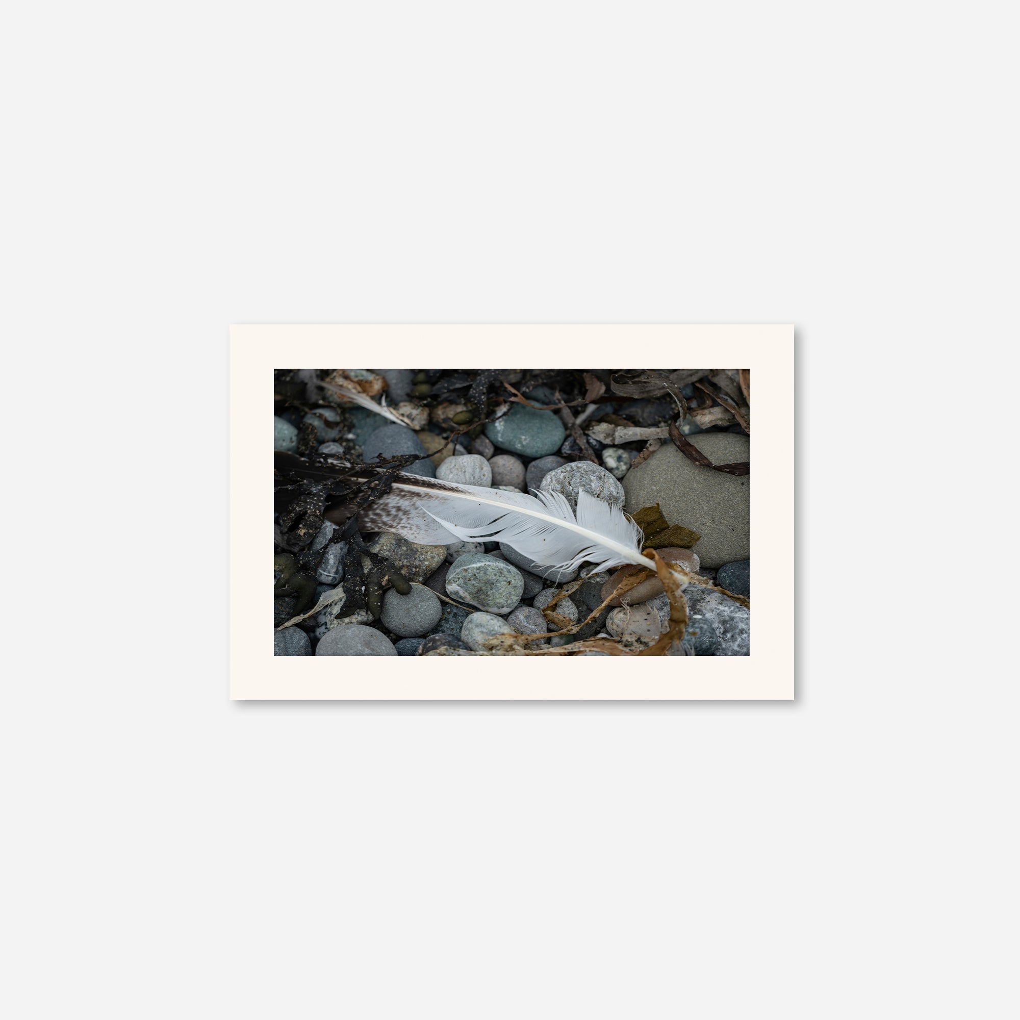 Feathers no. 9