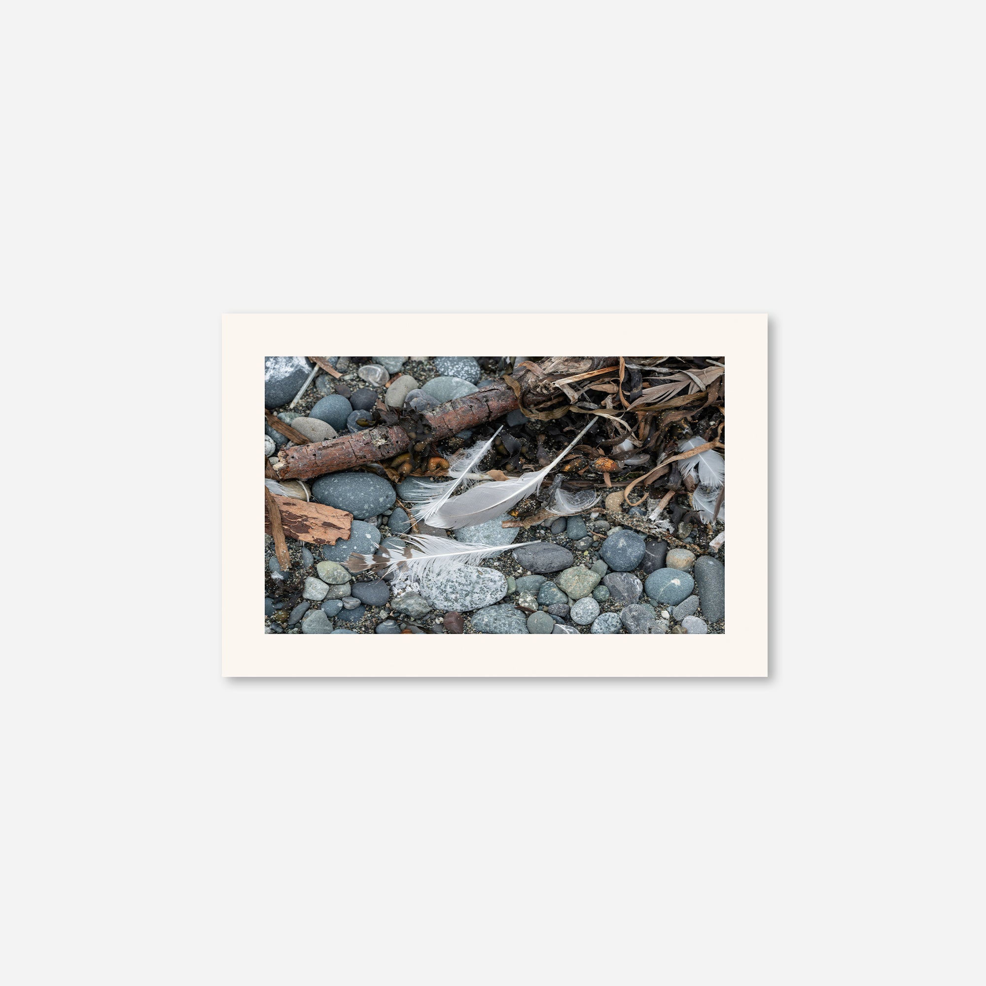 Feathers no. 8