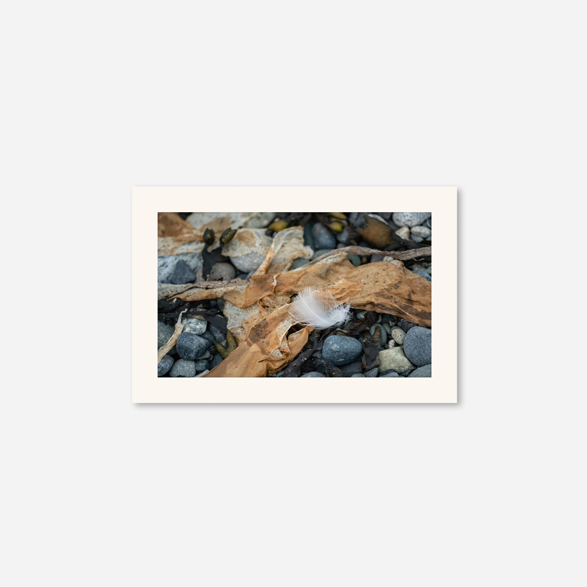 Feathers no. 5