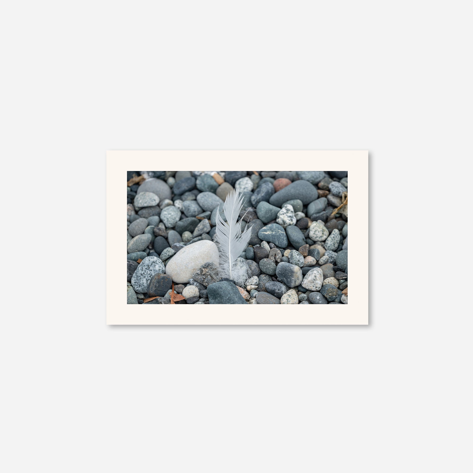 Feathers no. 4