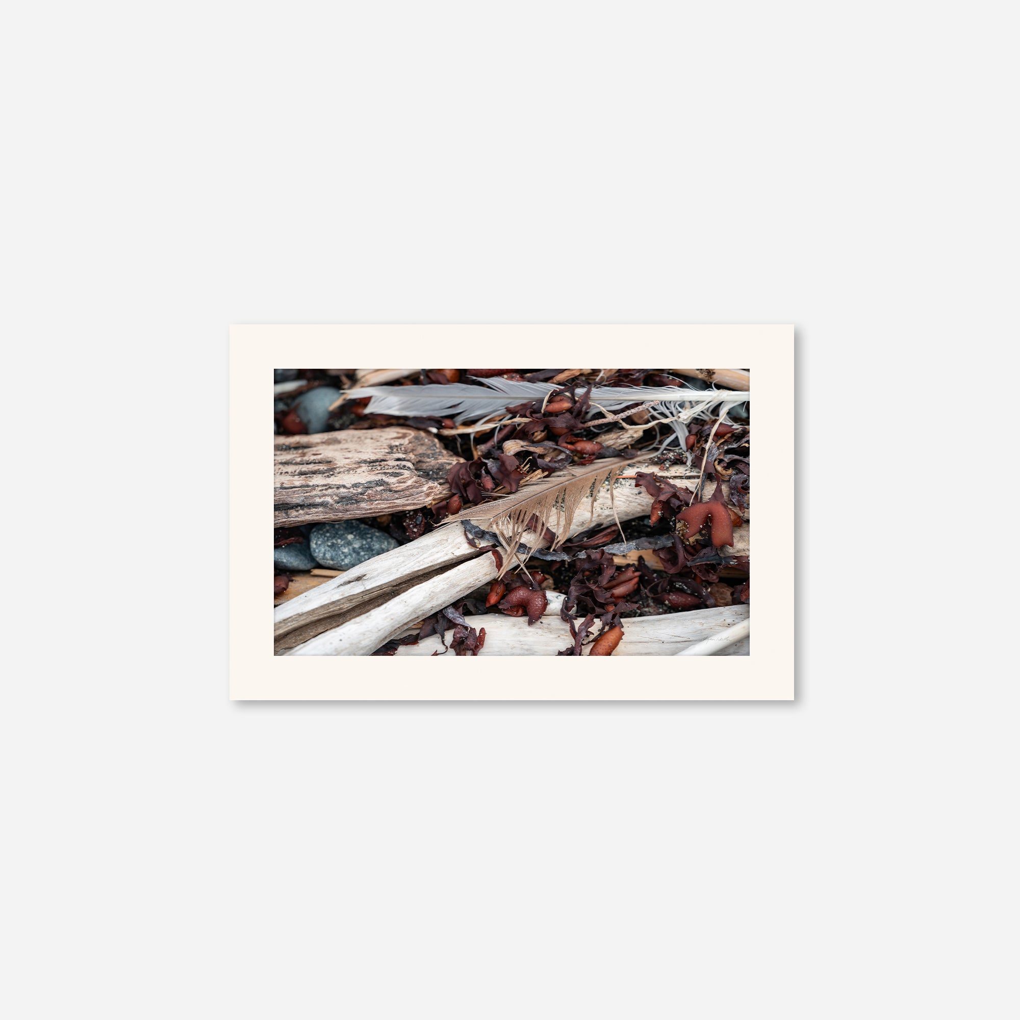 Feathers no. 1