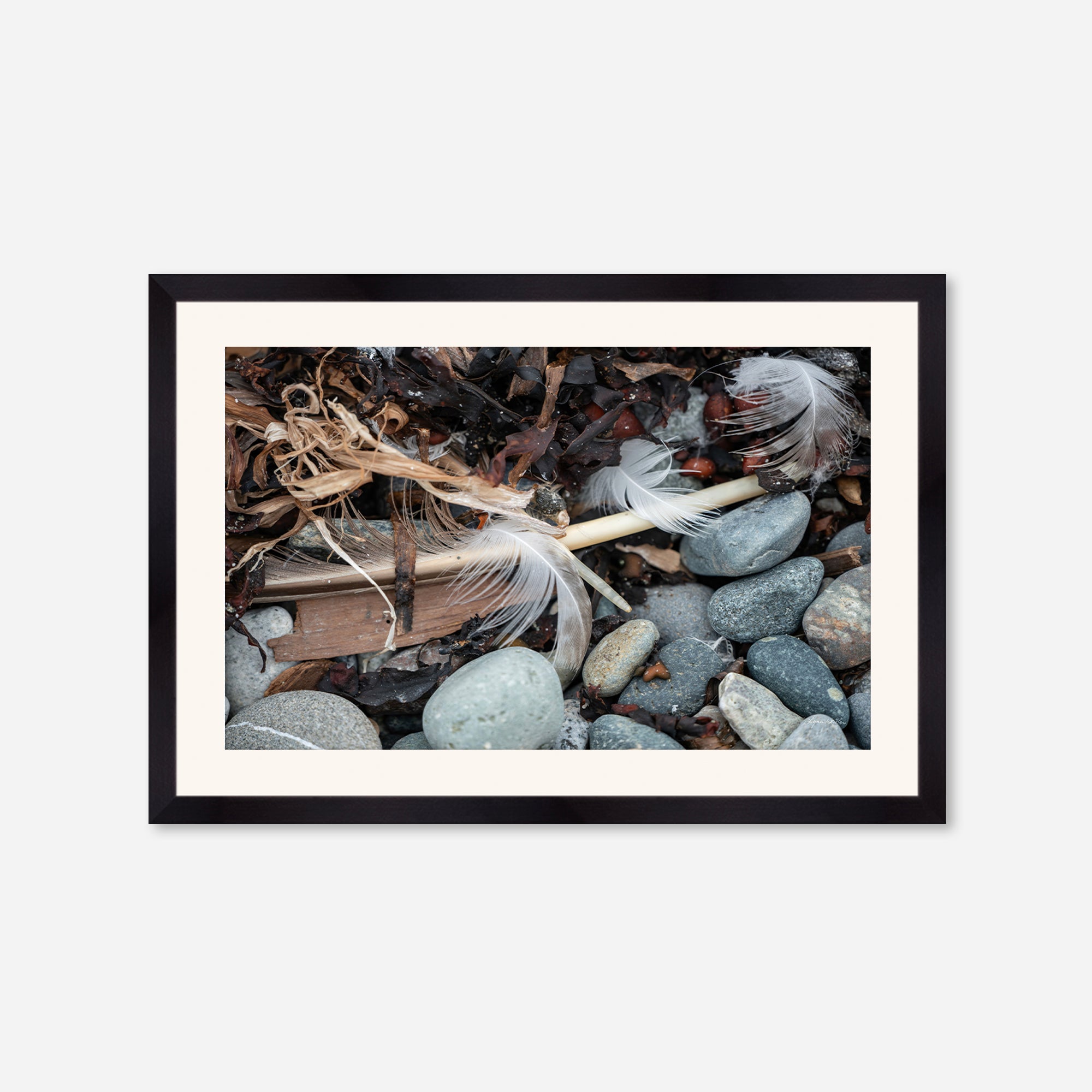 Feathers no. 17