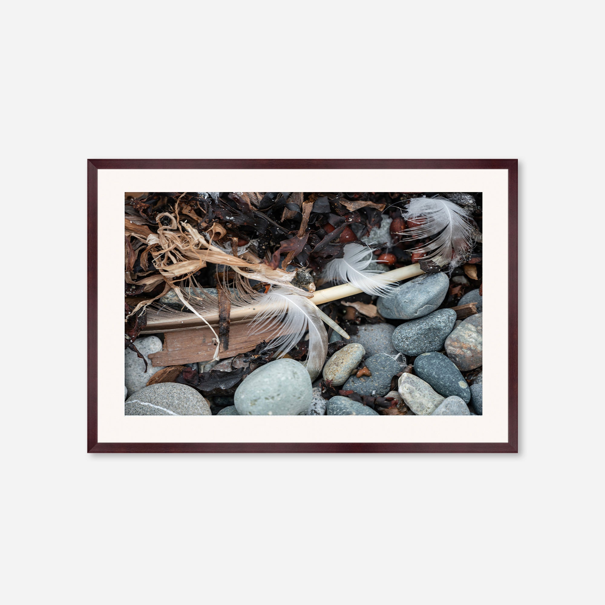 Feathers no. 17