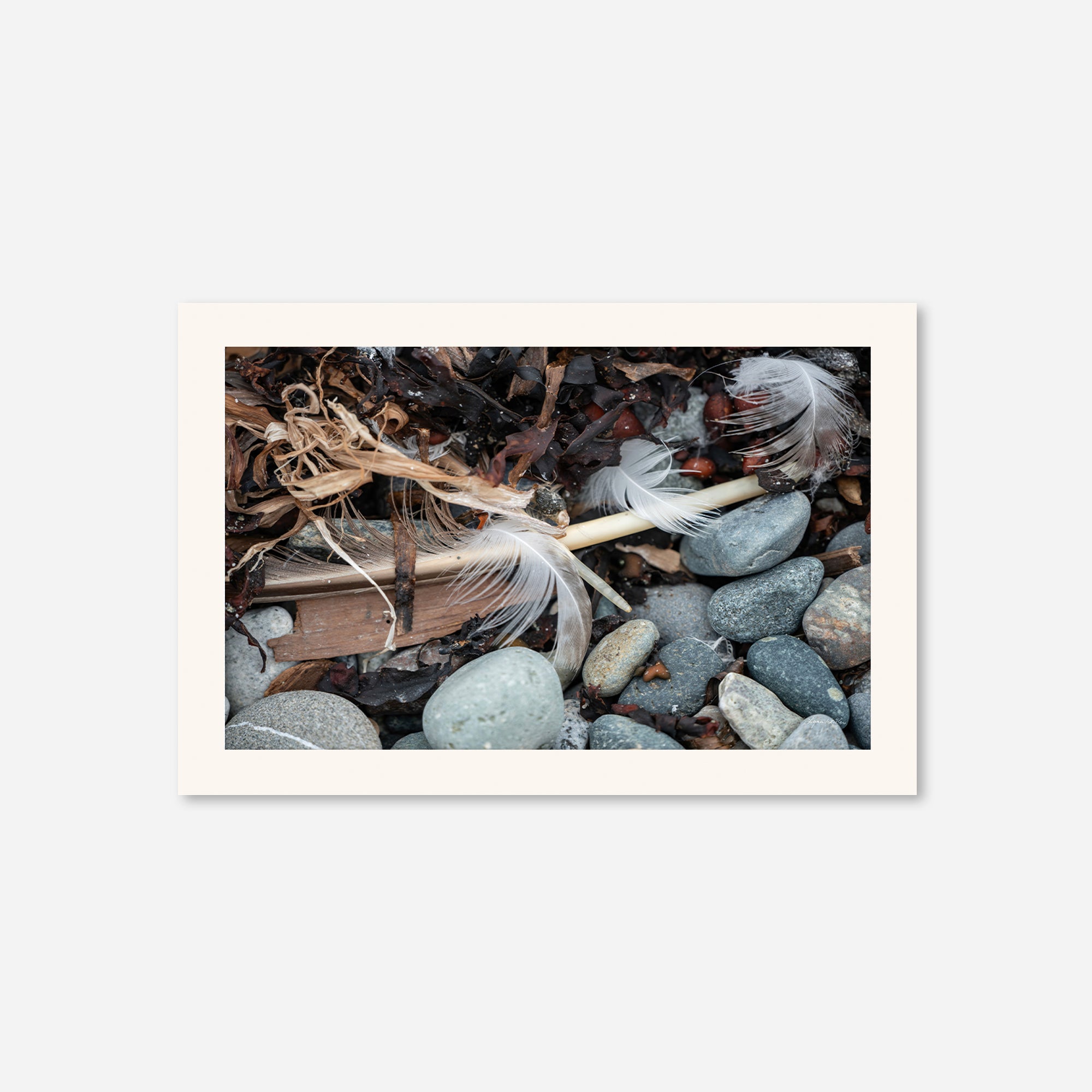 Feathers no. 17