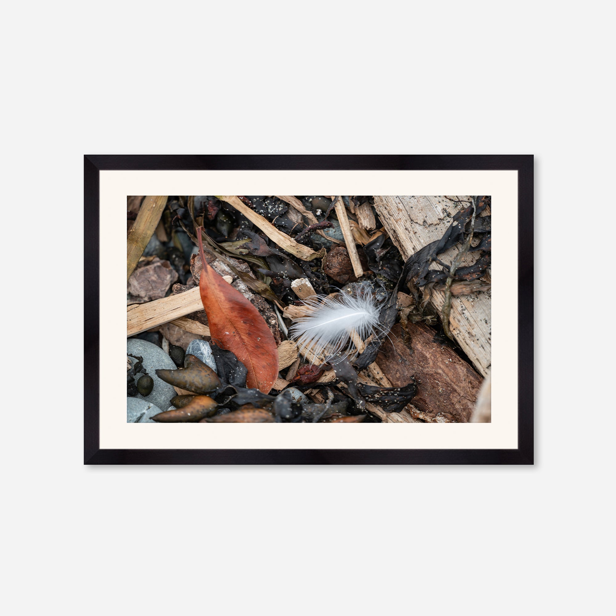 Feathers no. 15