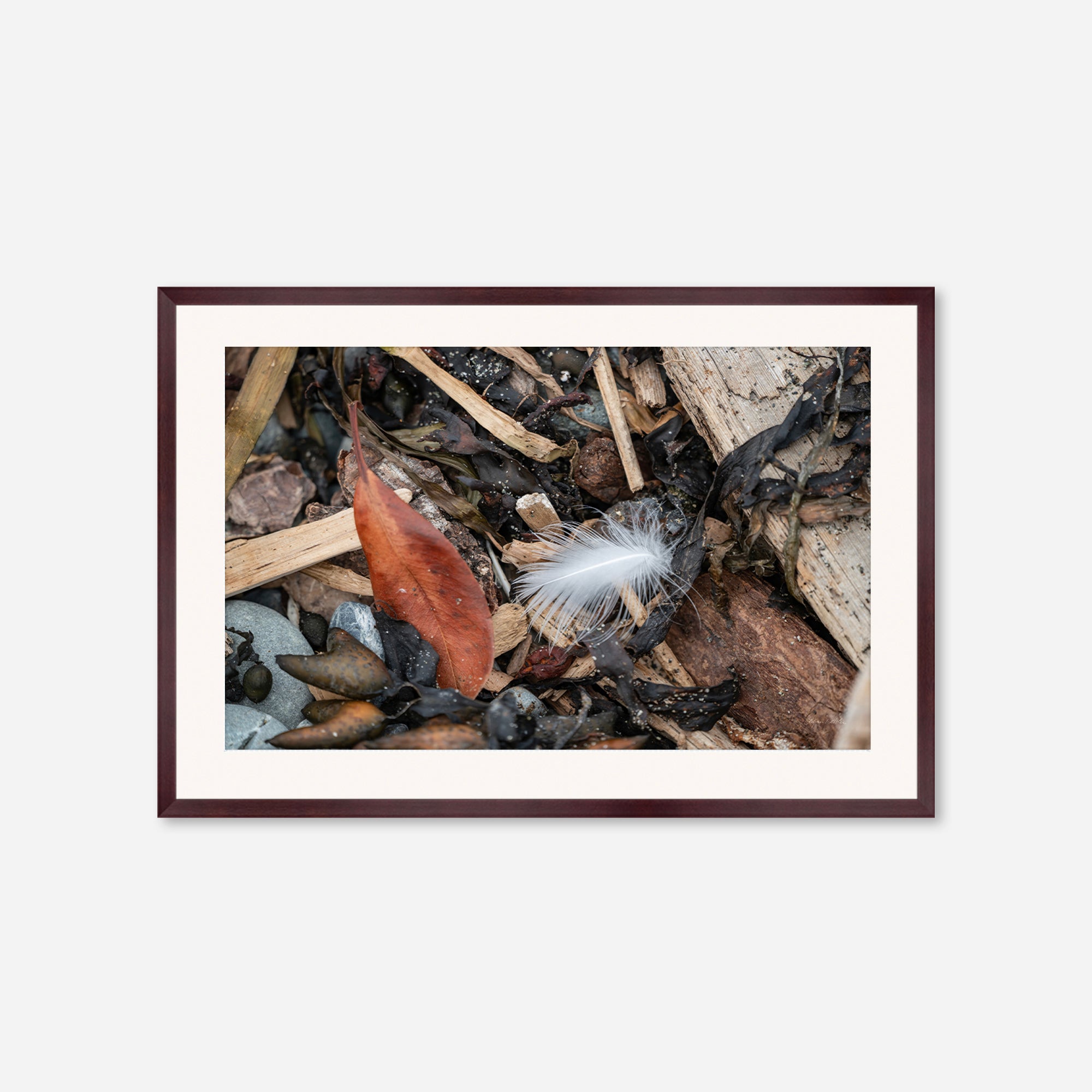 Feathers no. 15