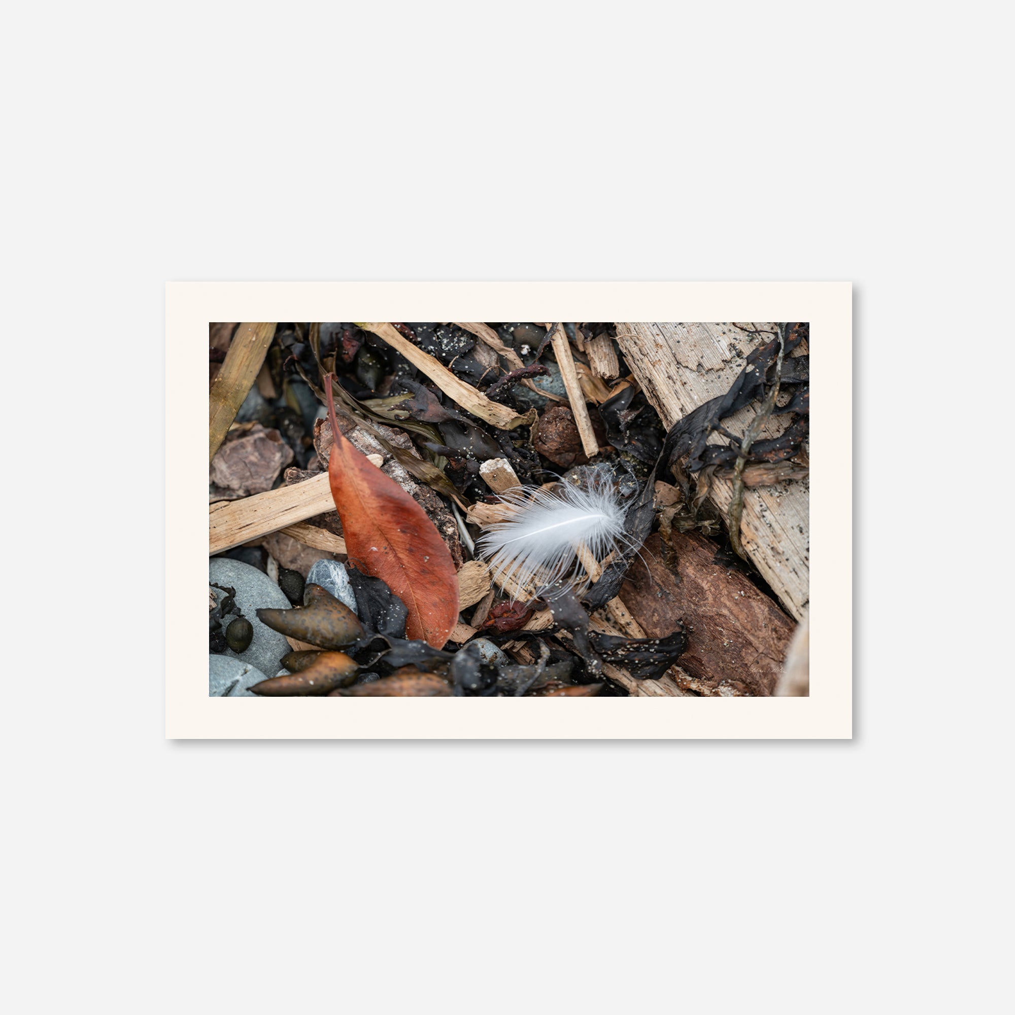 Feathers no. 15