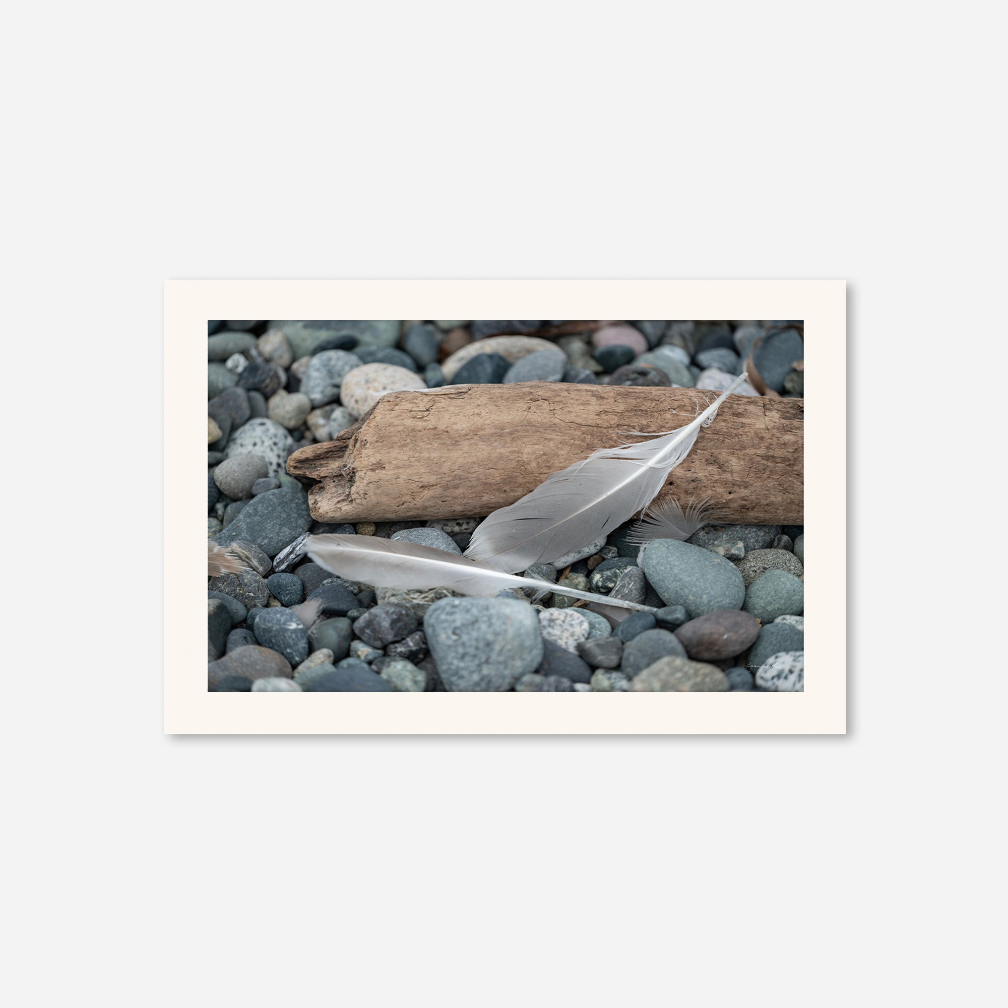 Feathers no. 14
