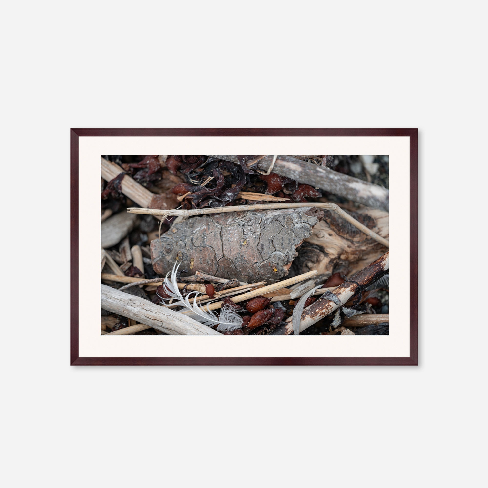 Feathers no. 13