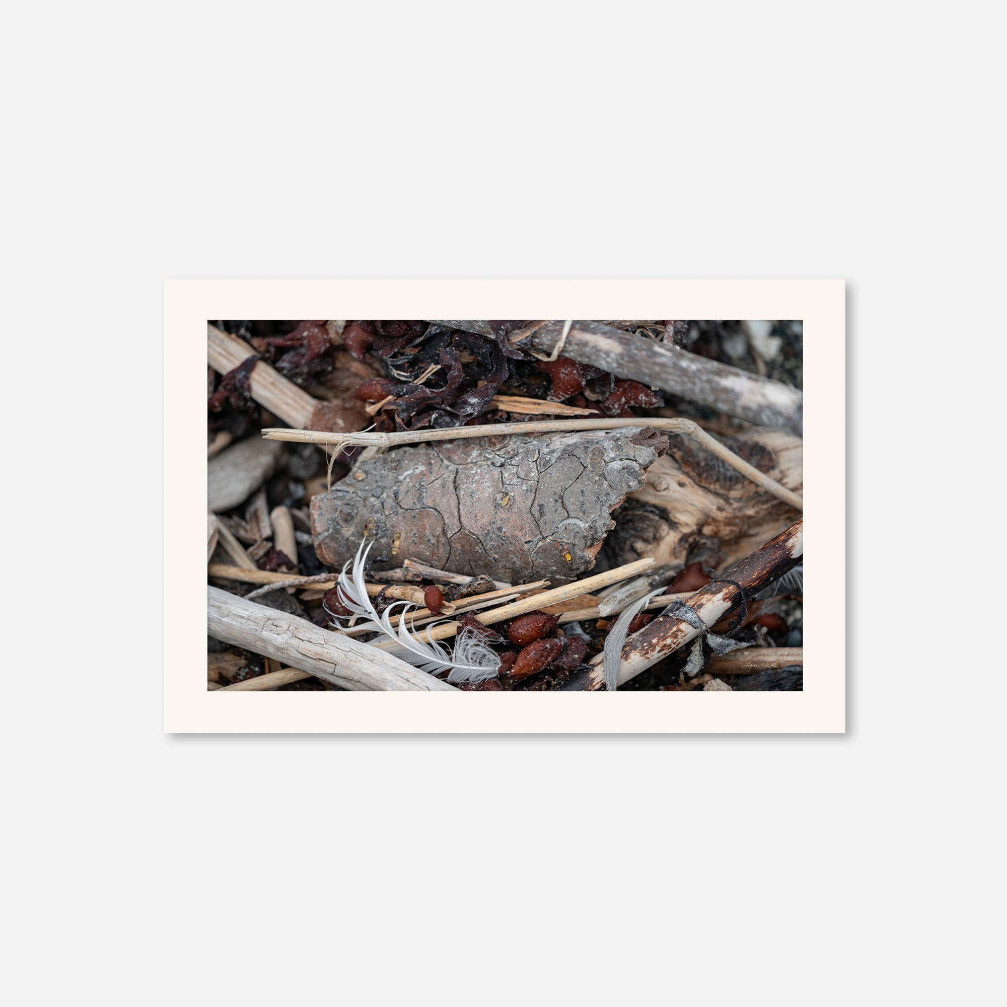 Feathers no. 13