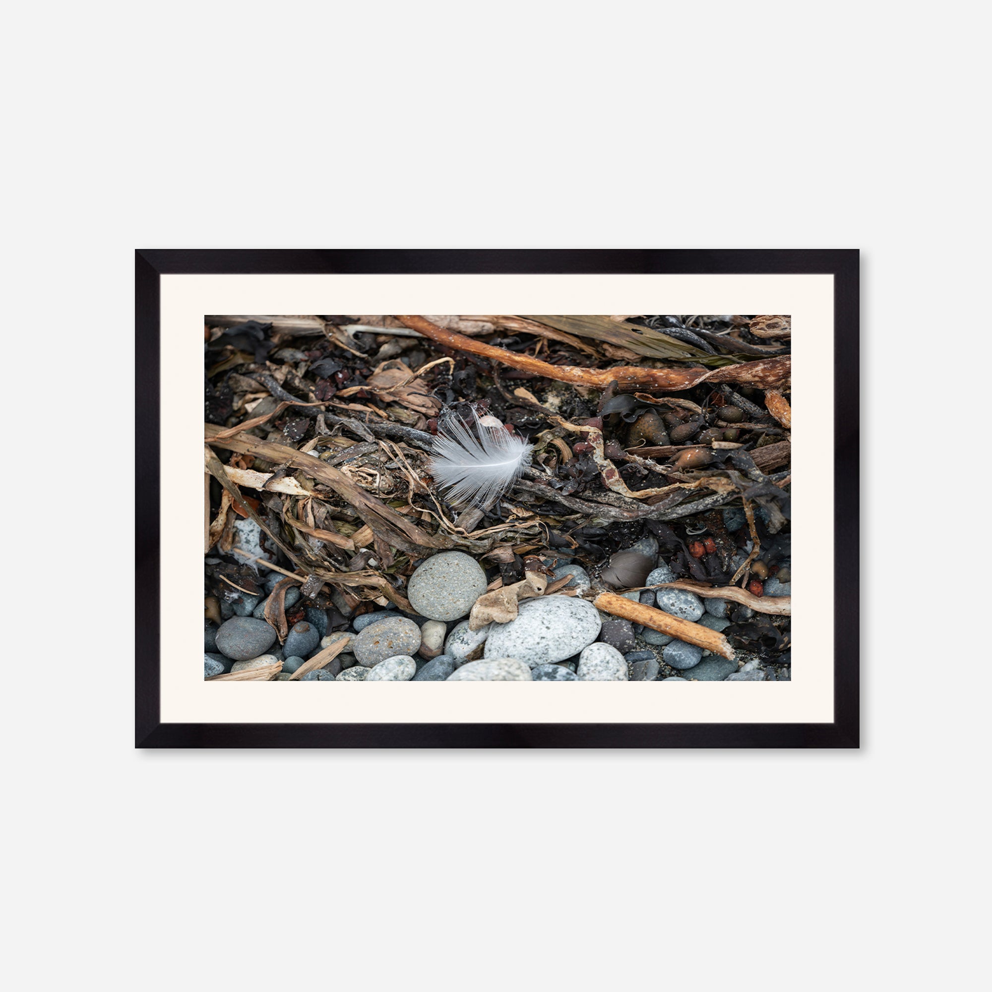 Feathers no. 11