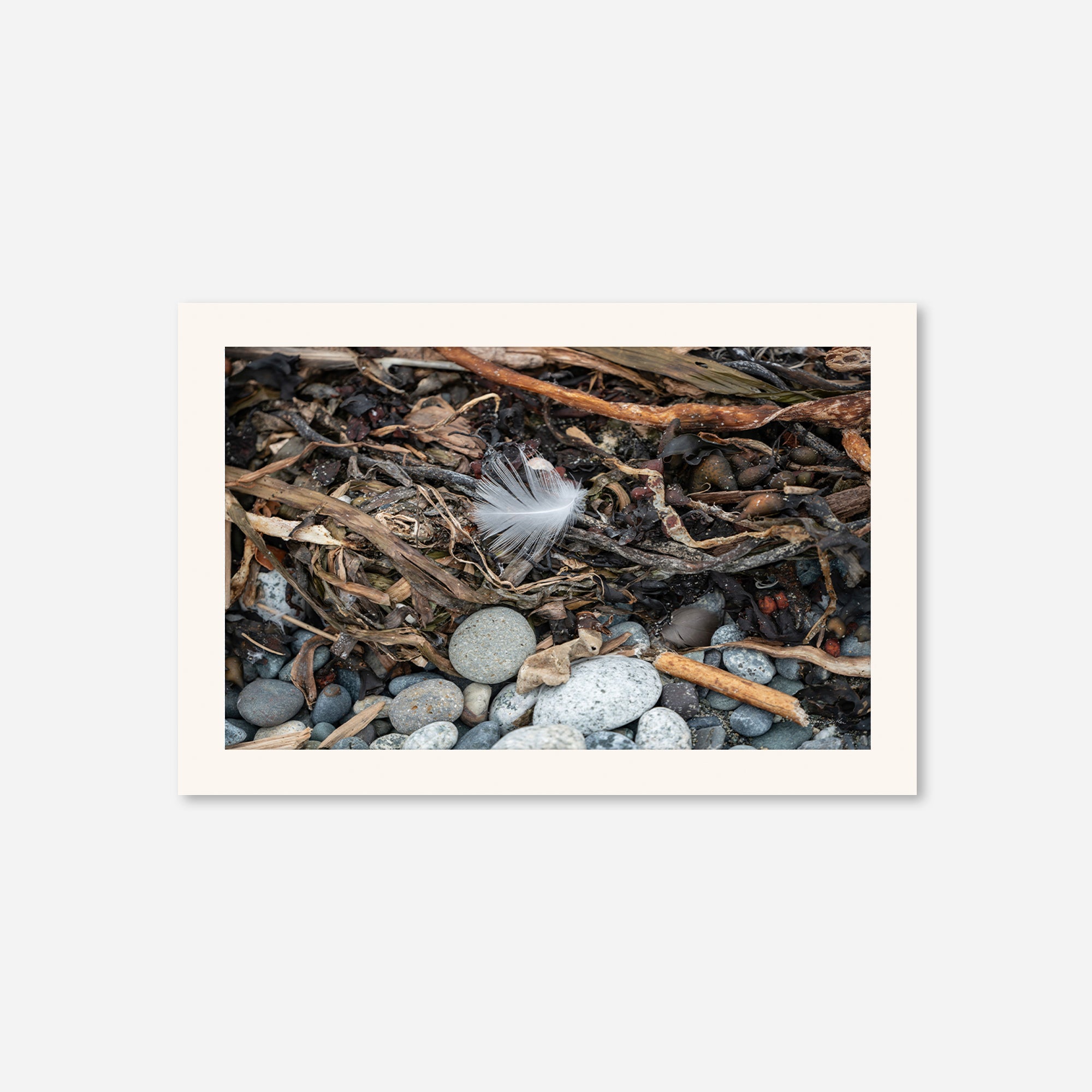 Feathers no. 11