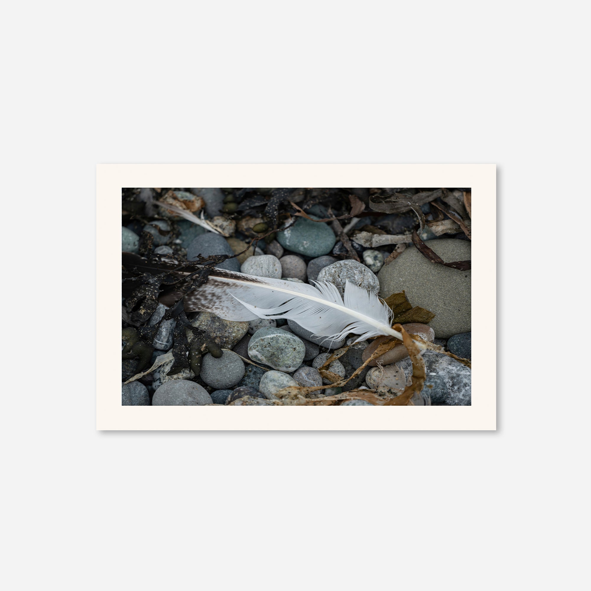 Feathers no. 9