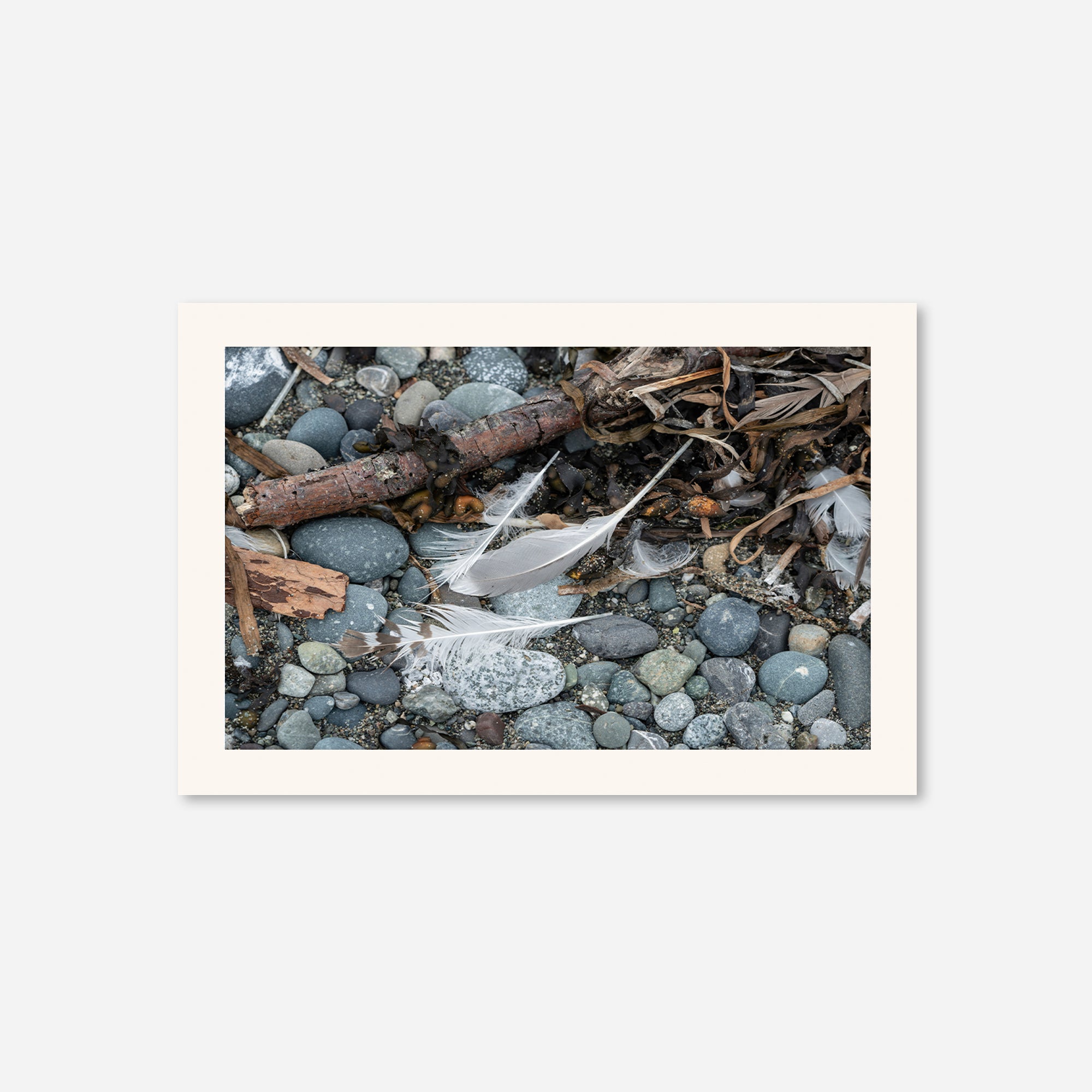 Feathers no. 8