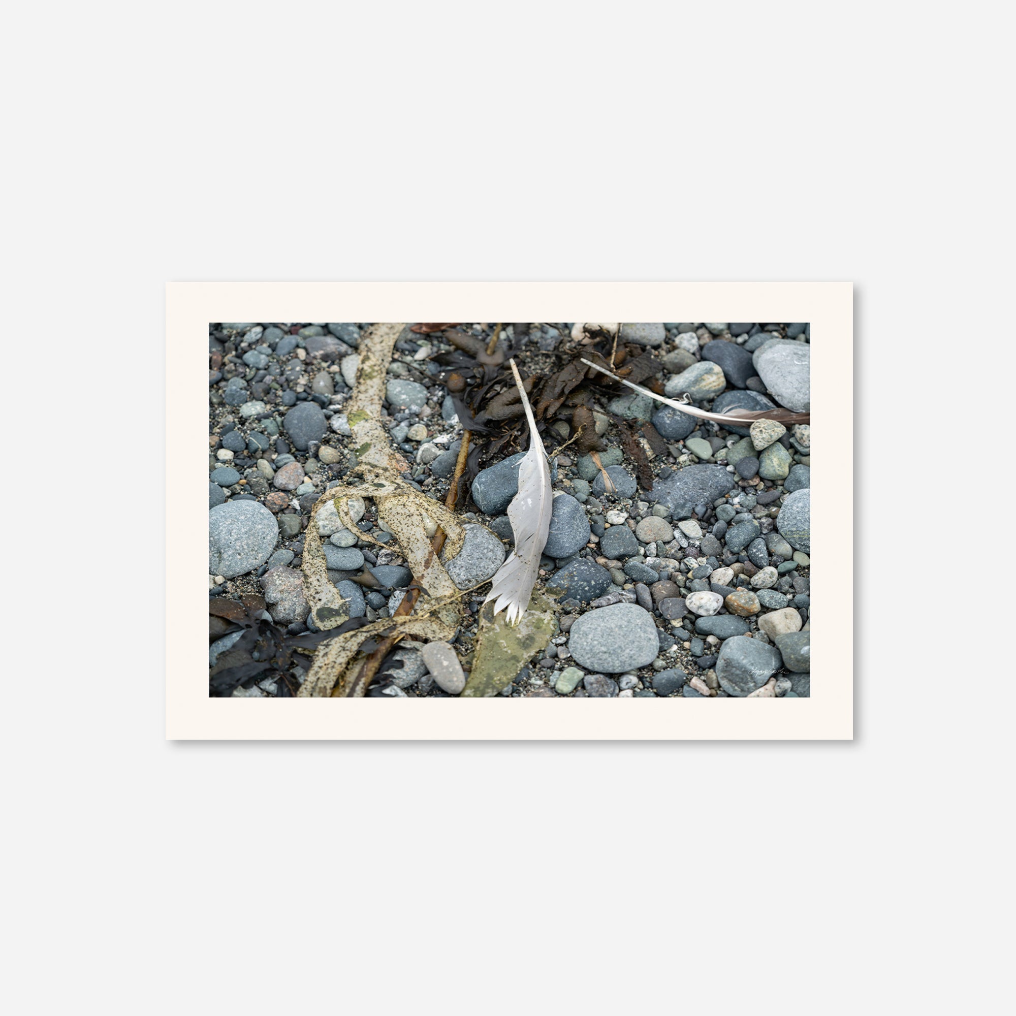 Feathers no. 6