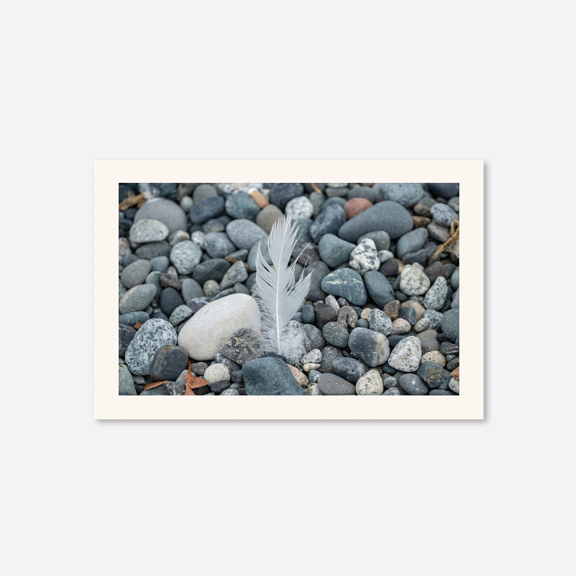 Feathers no. 4
