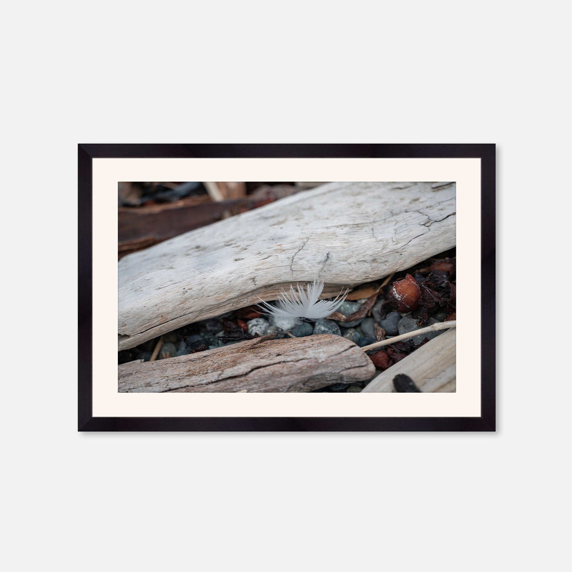 Feathers no. 3