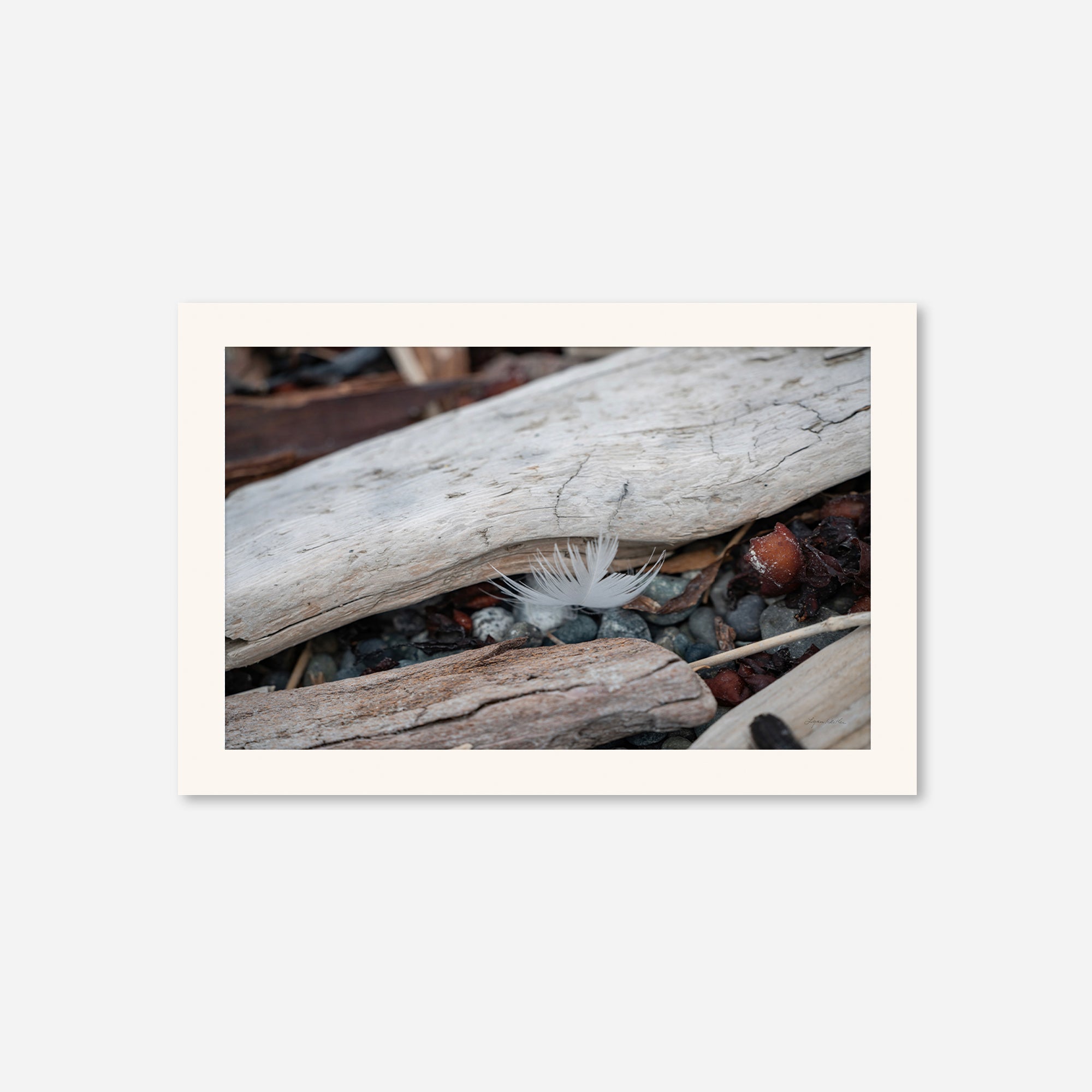 Feathers no. 3