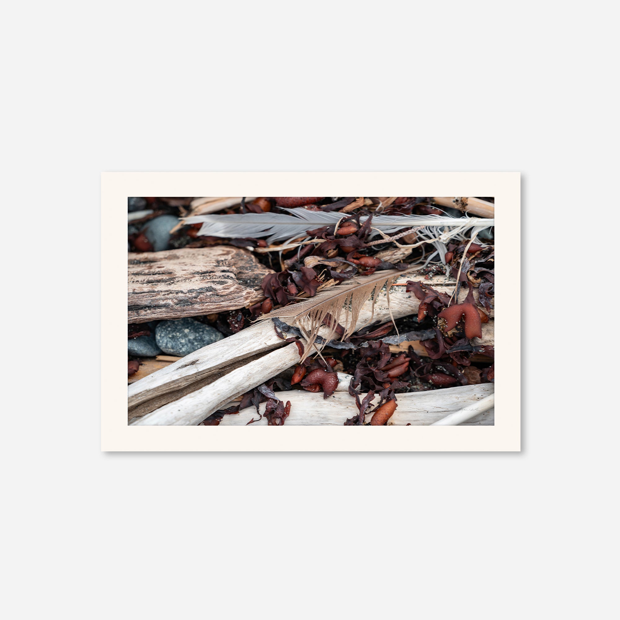 Feathers no. 1