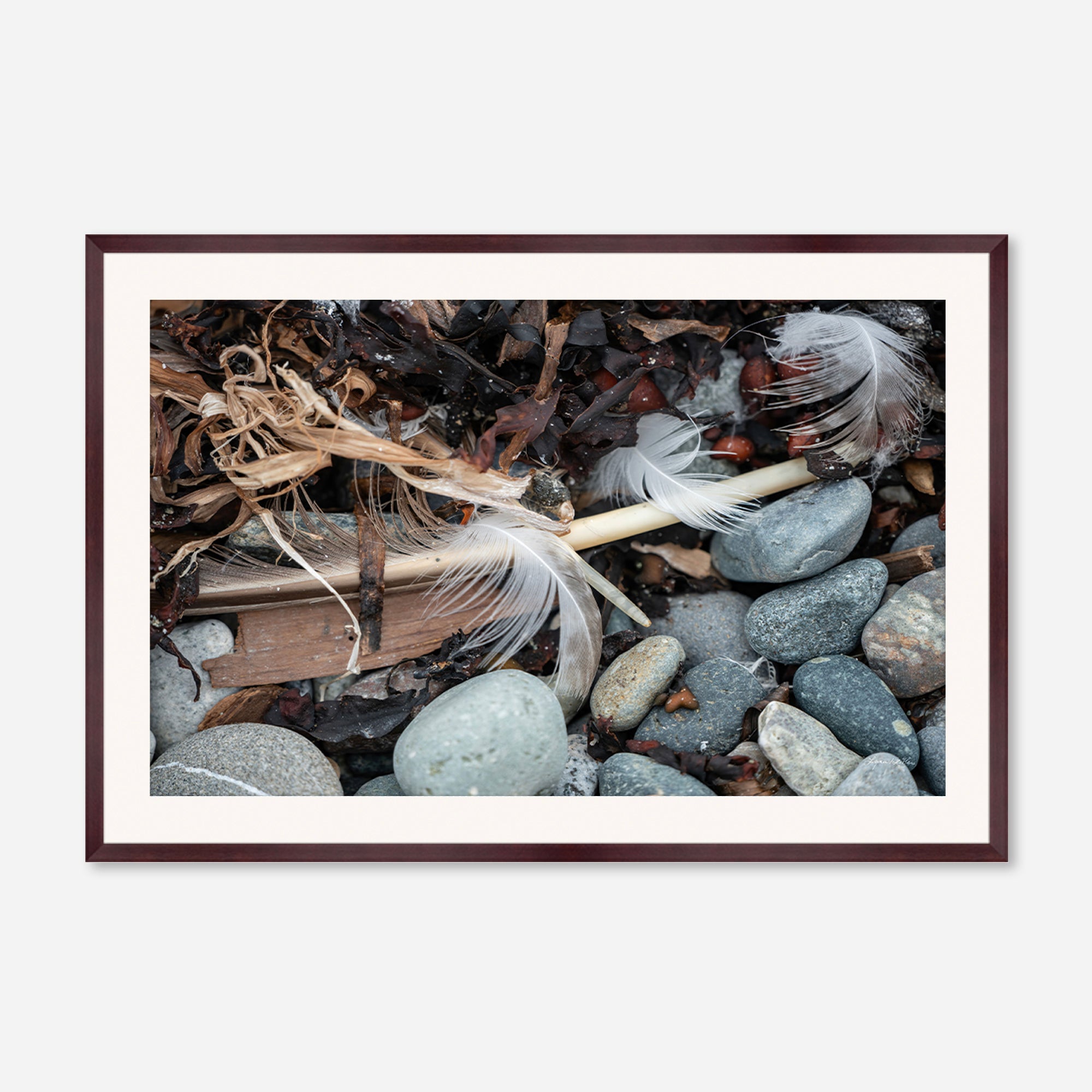 Feathers no. 17