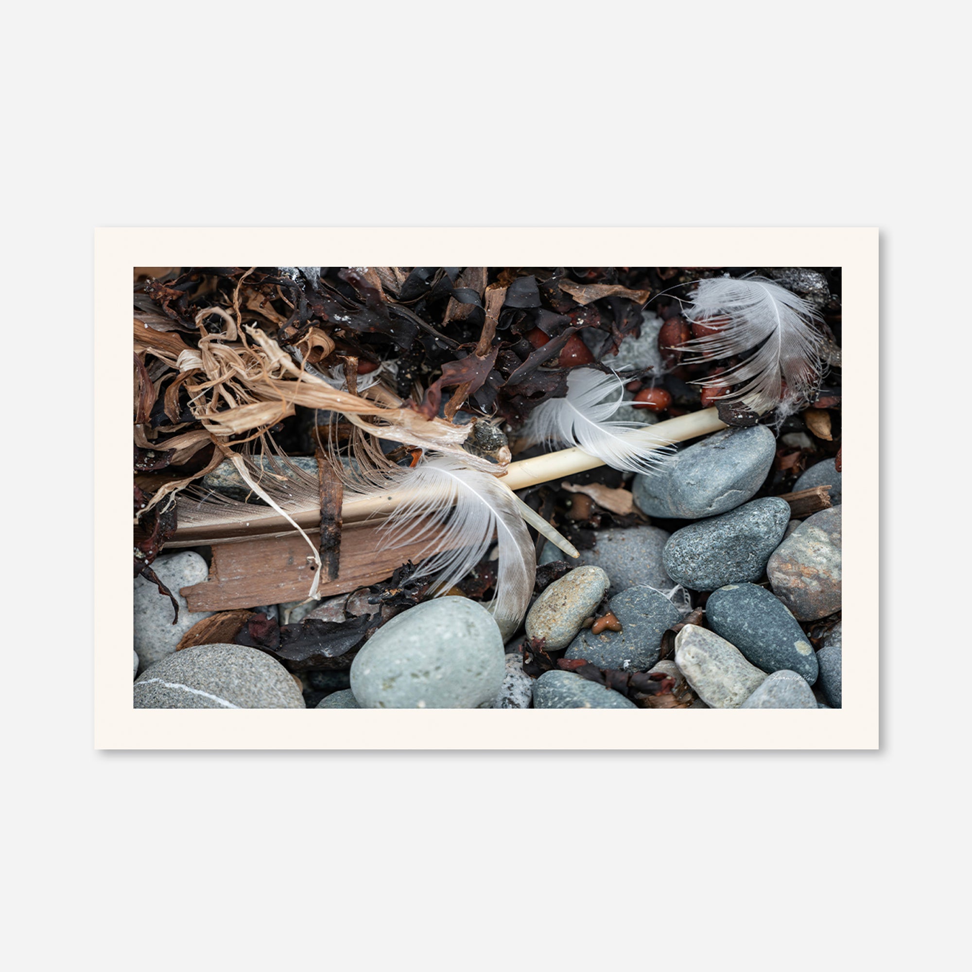 Feathers no. 17
