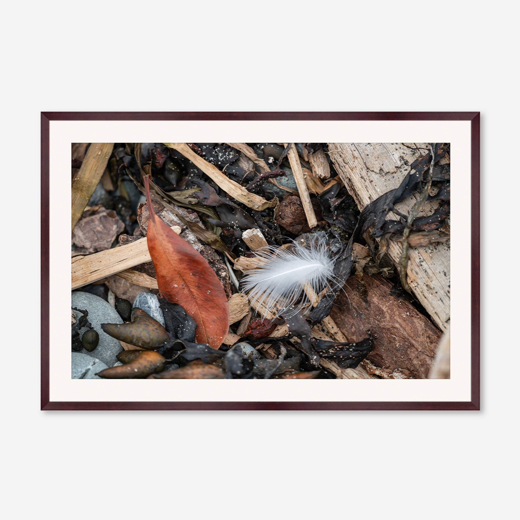Feathers no. 15