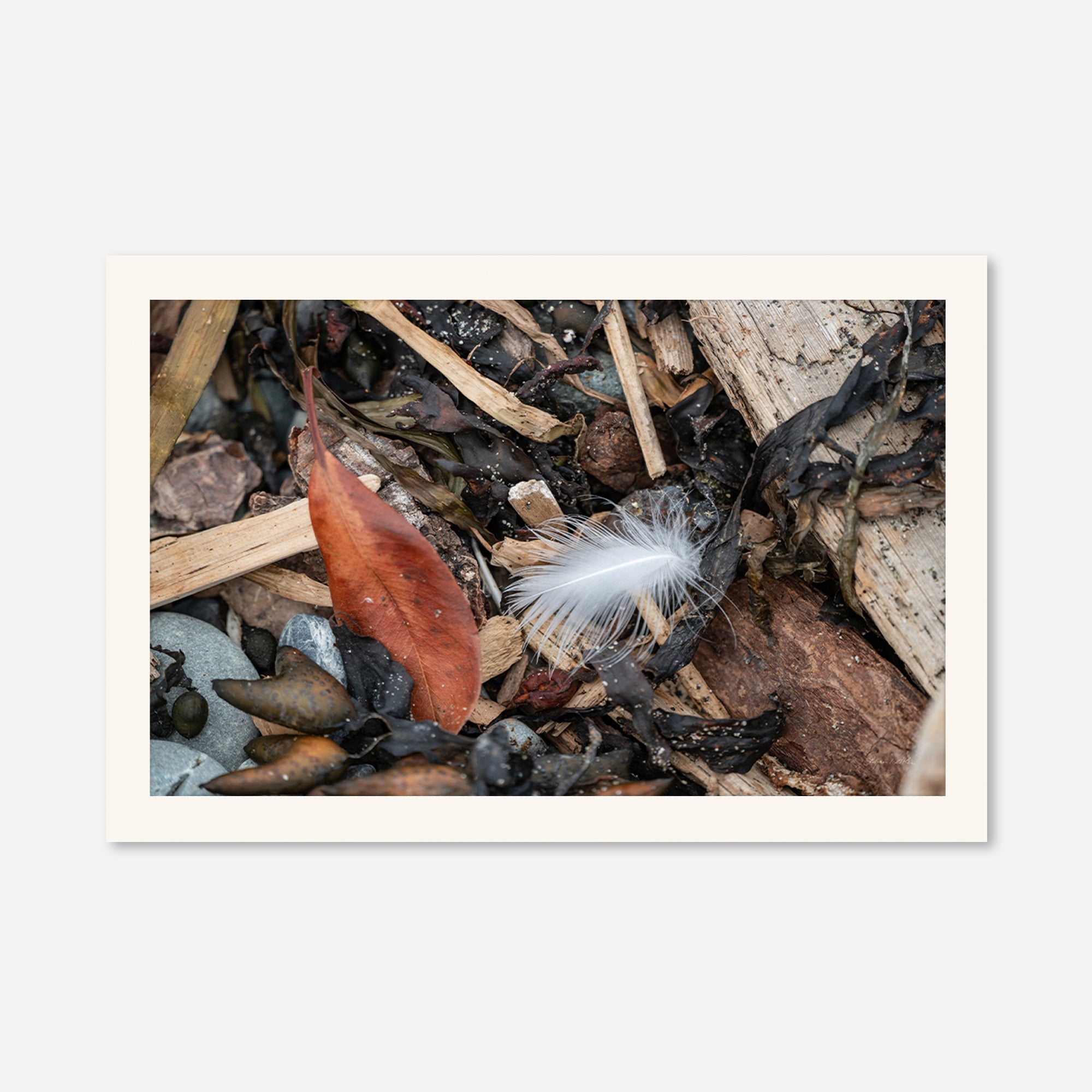 Feathers no. 15