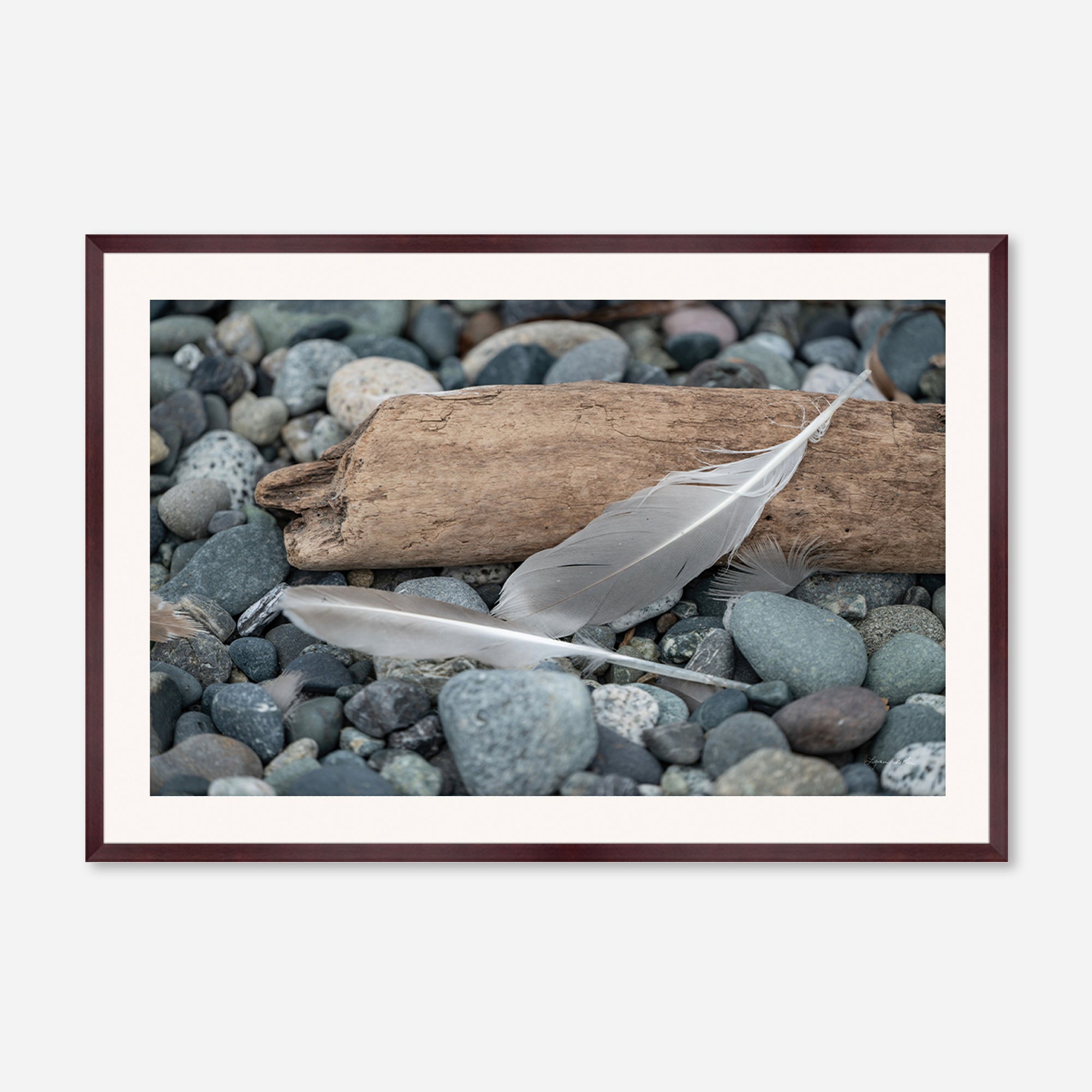 Feathers no. 14