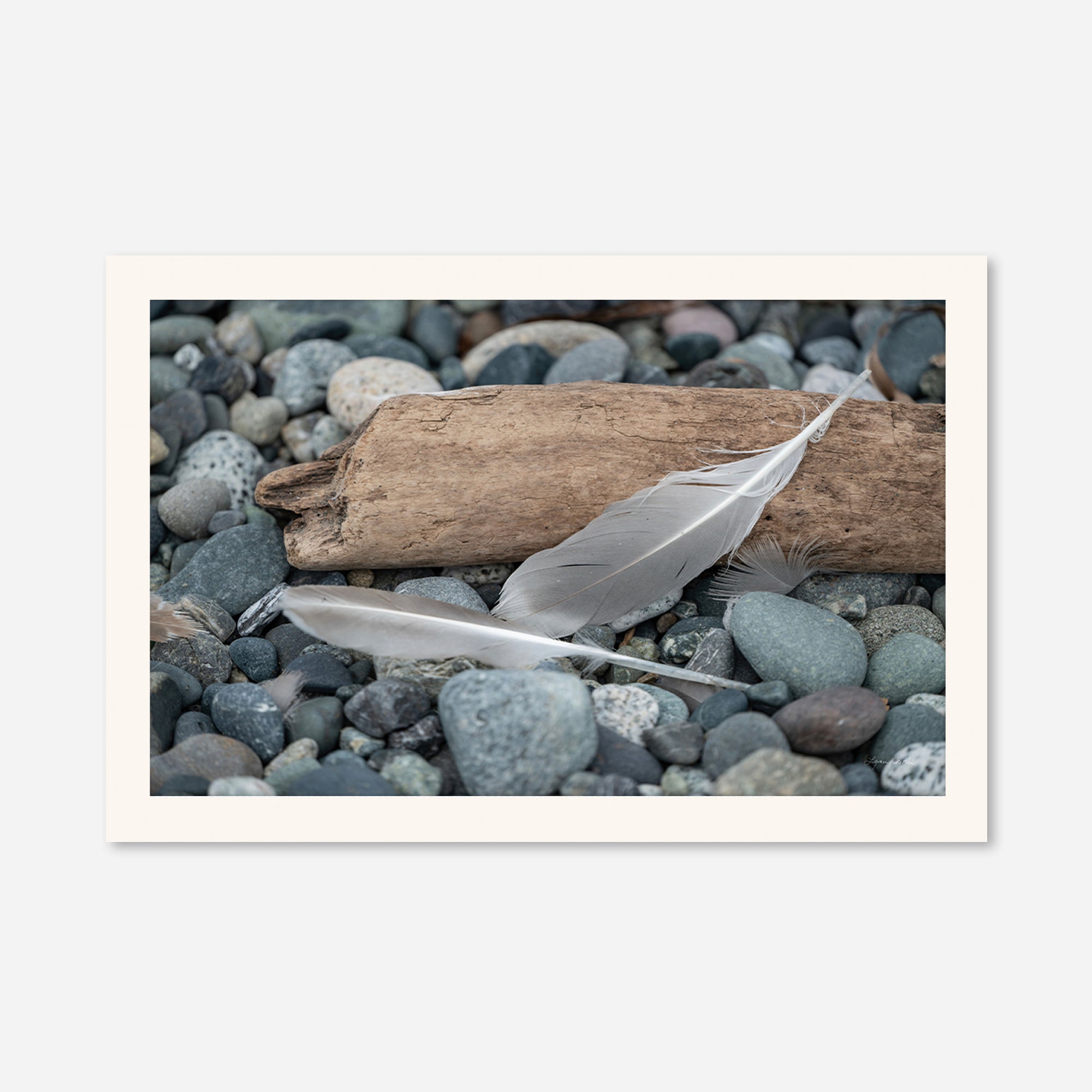 Feathers no. 14