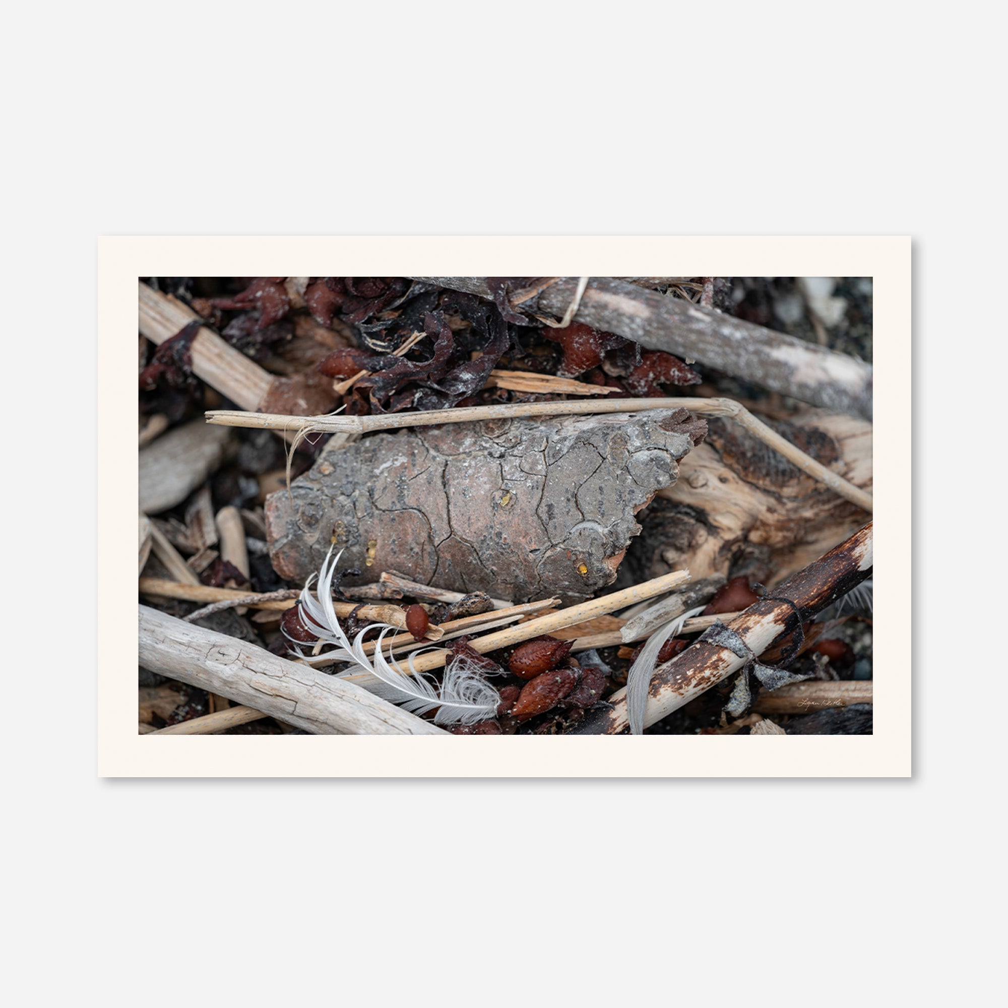 Feathers no. 13