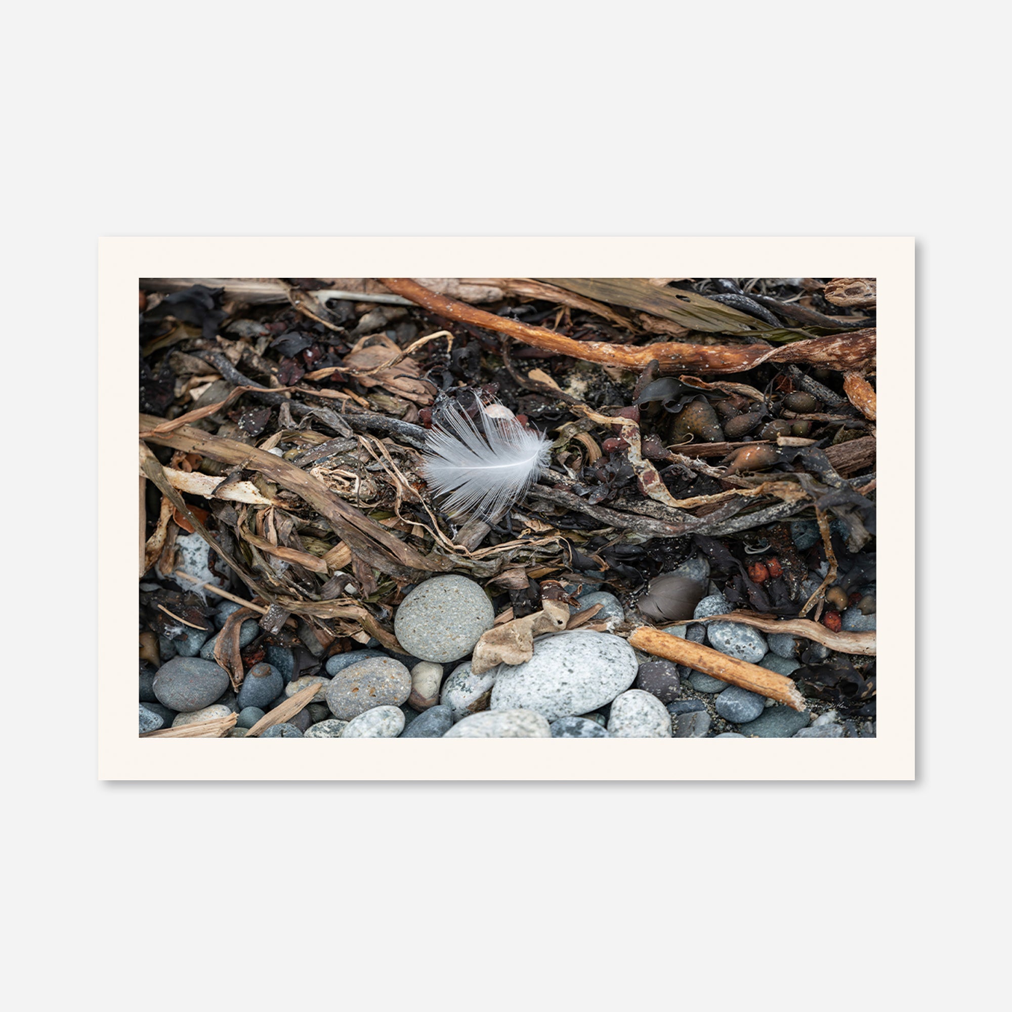 Feathers no. 11