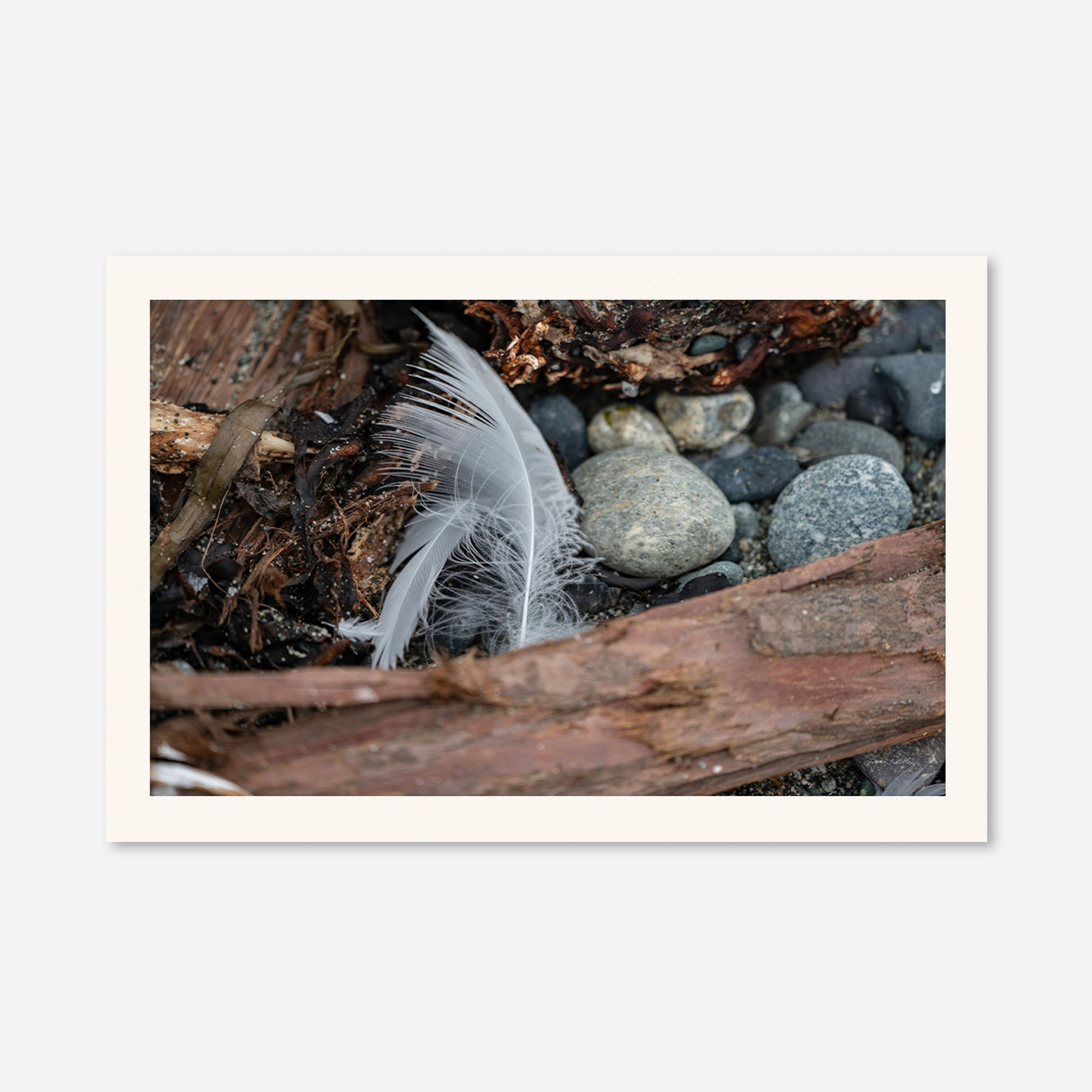 Feathers no. 10