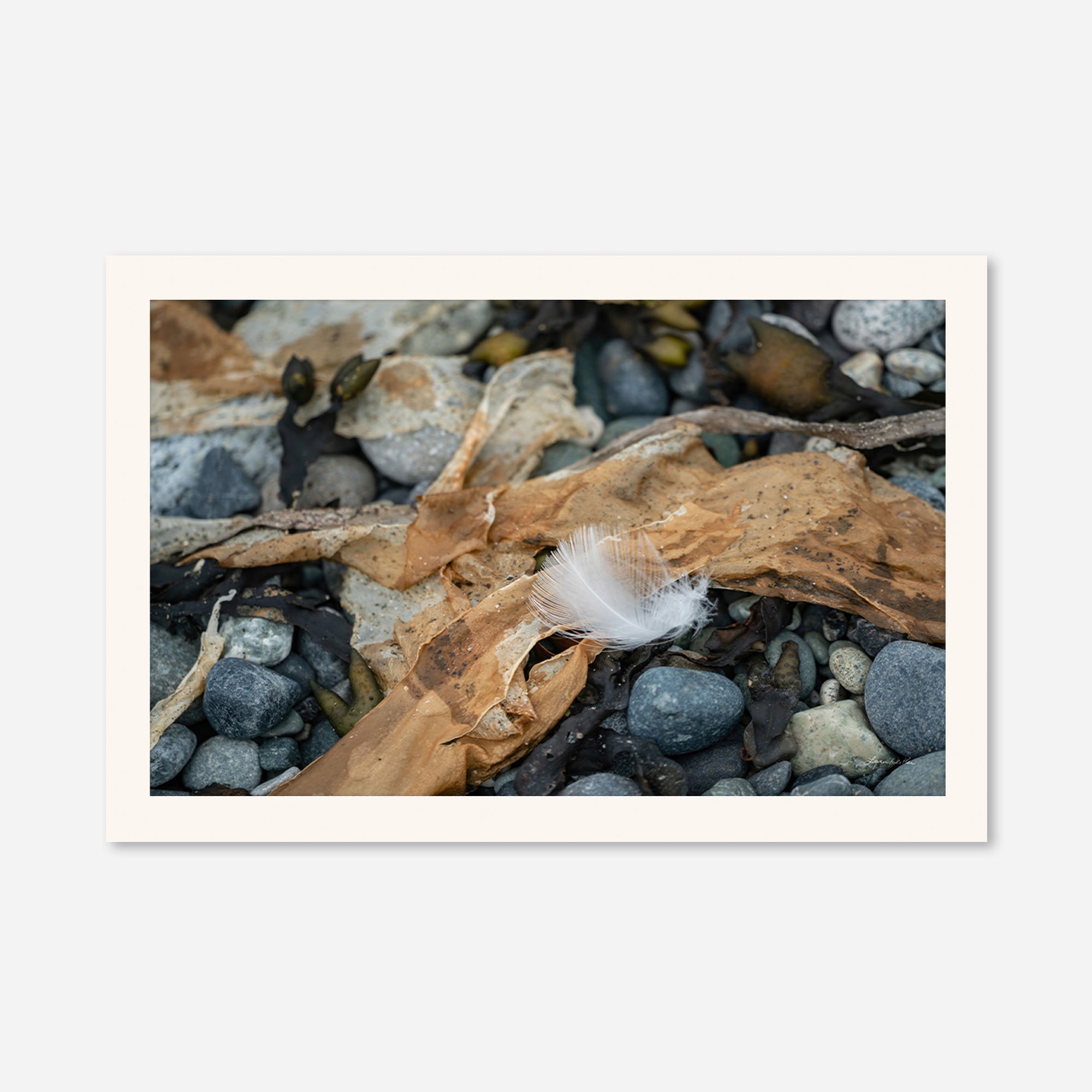 Feathers no. 5