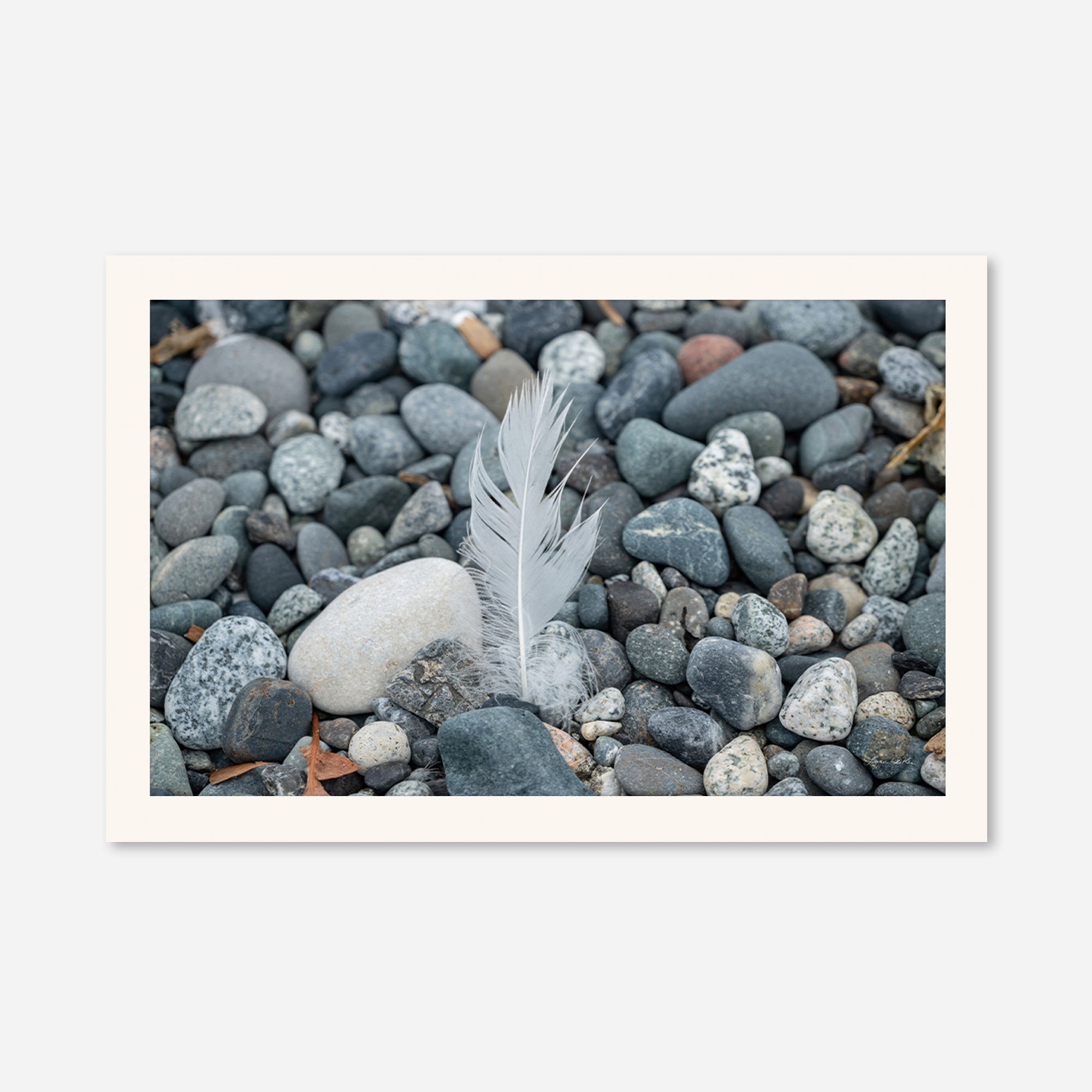 Feathers no. 4