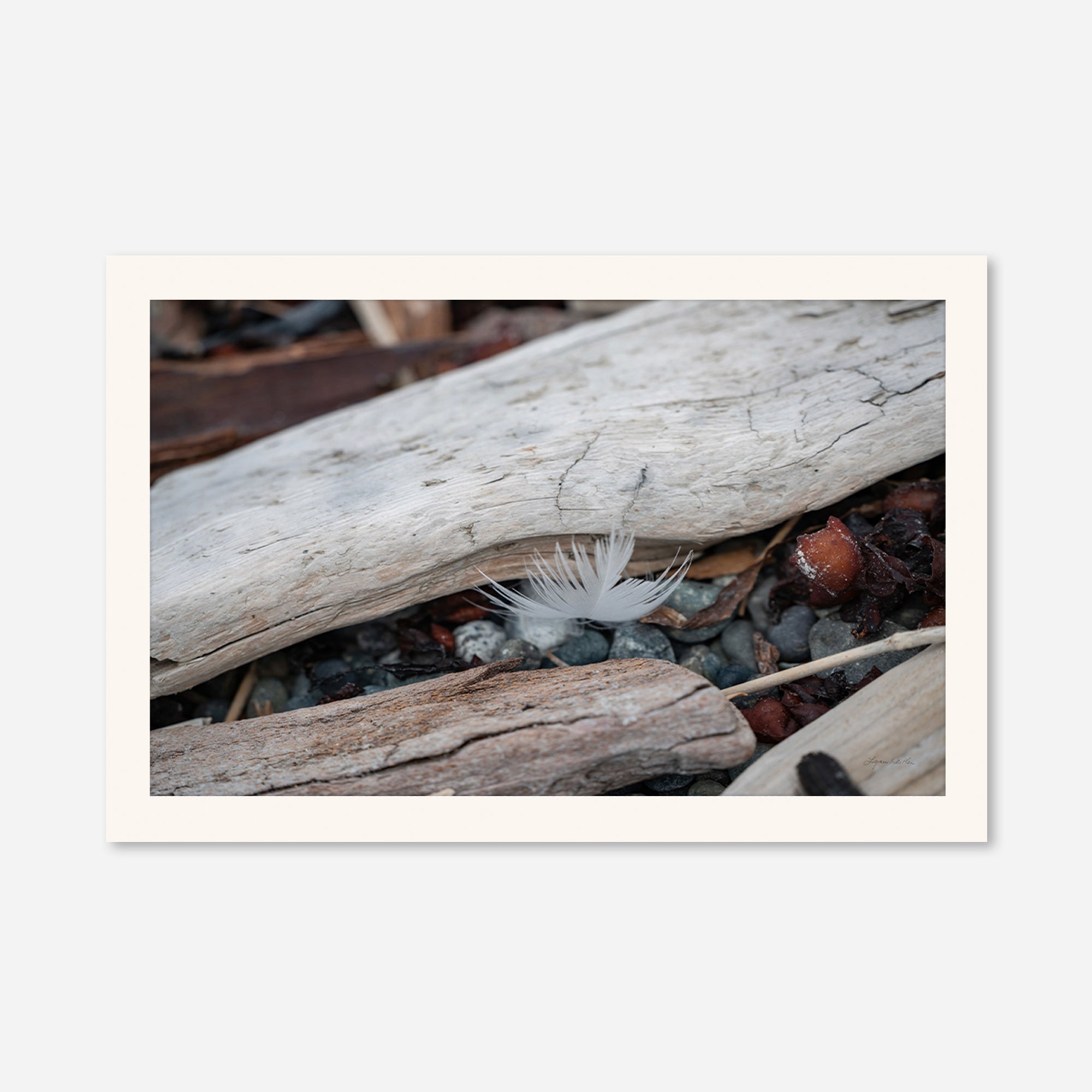 Feathers no. 3