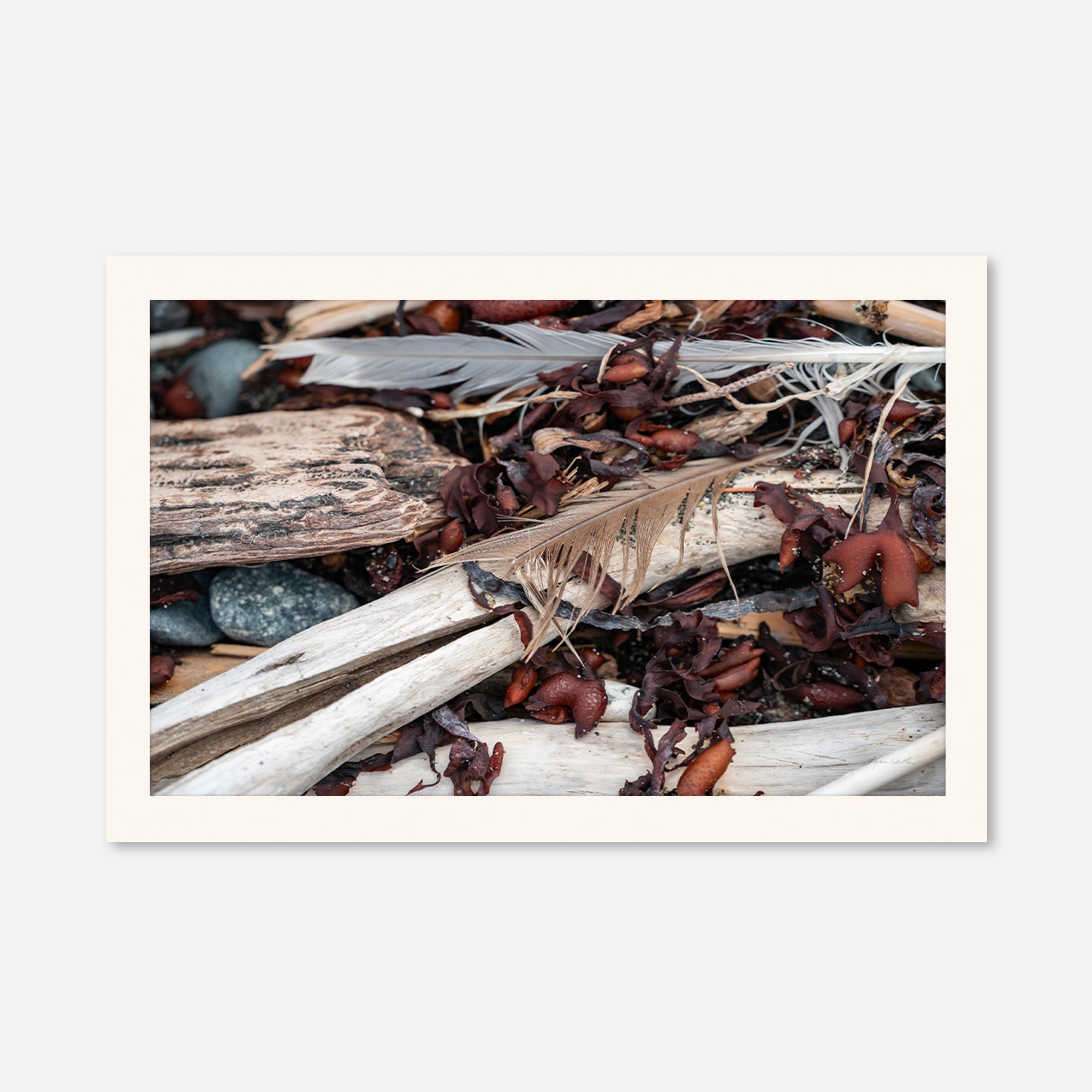 Feathers no. 1