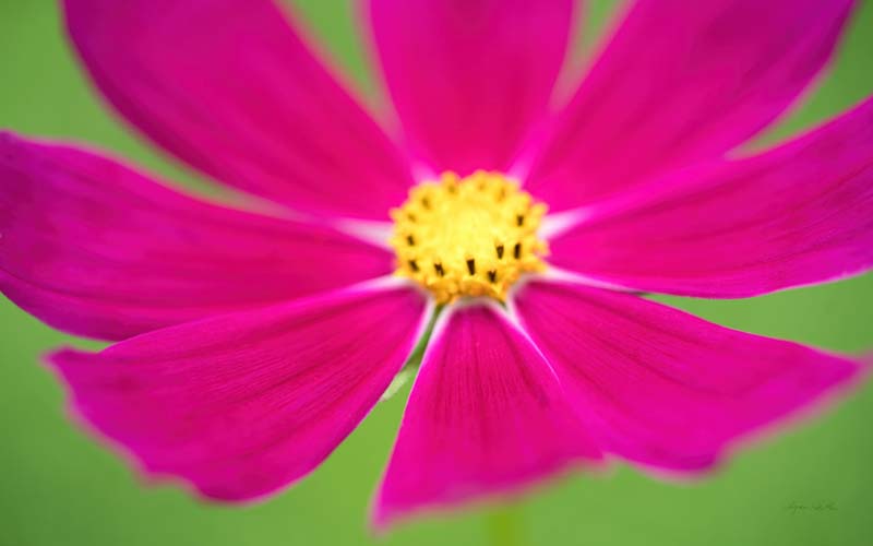 Flowers no. 1