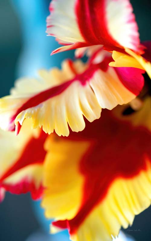 Flowers no. 5