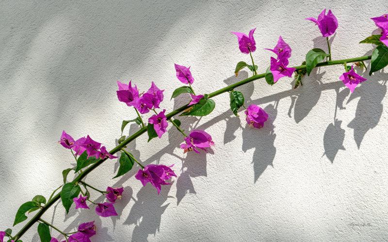 Flowers no. 7