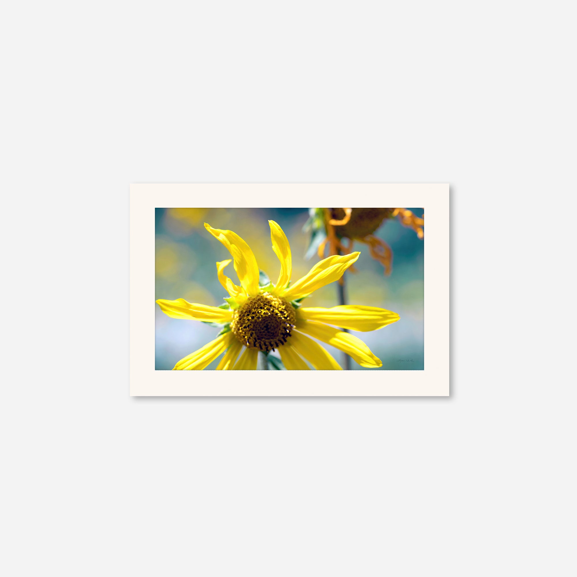 Flowers no. 6