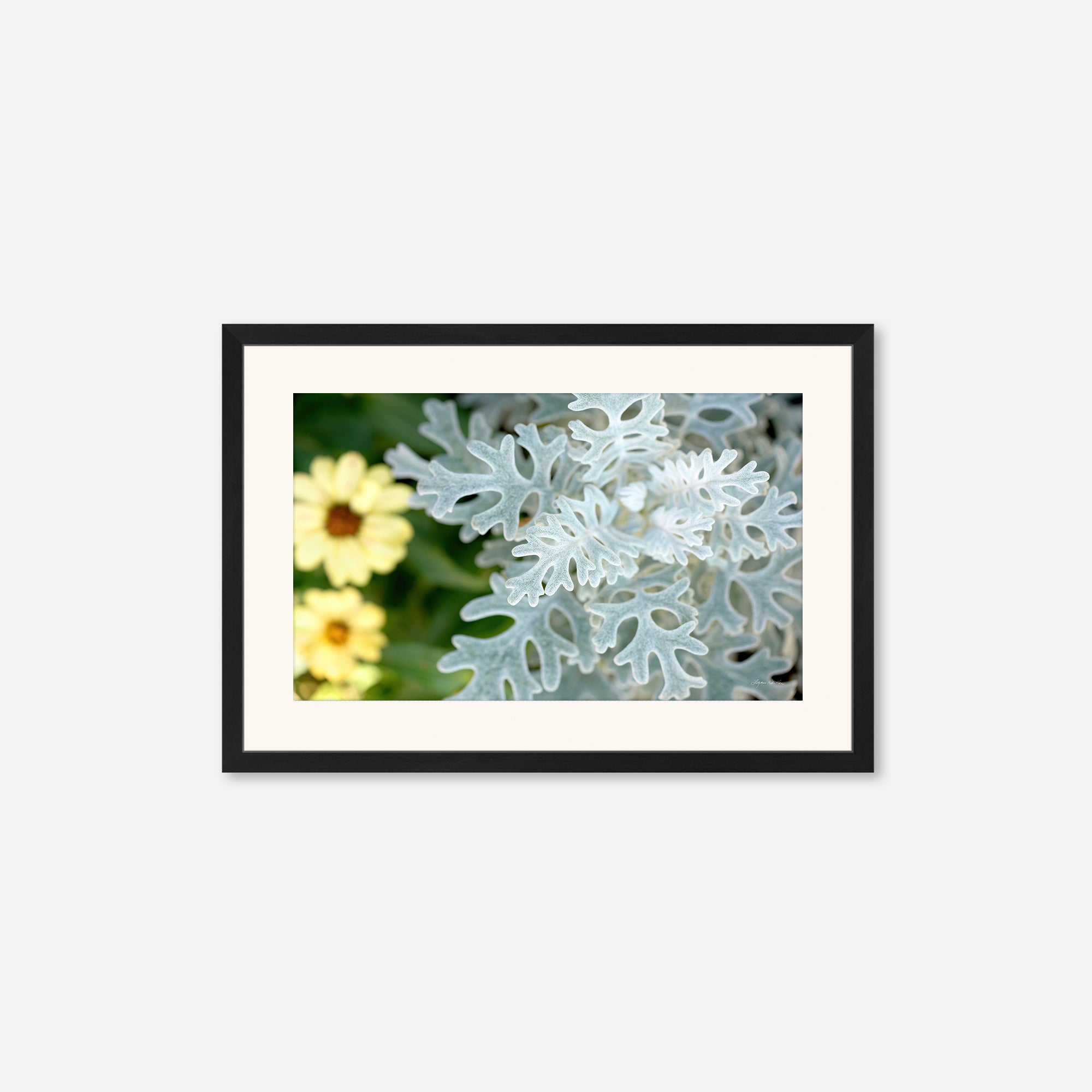 Flowers no. 2