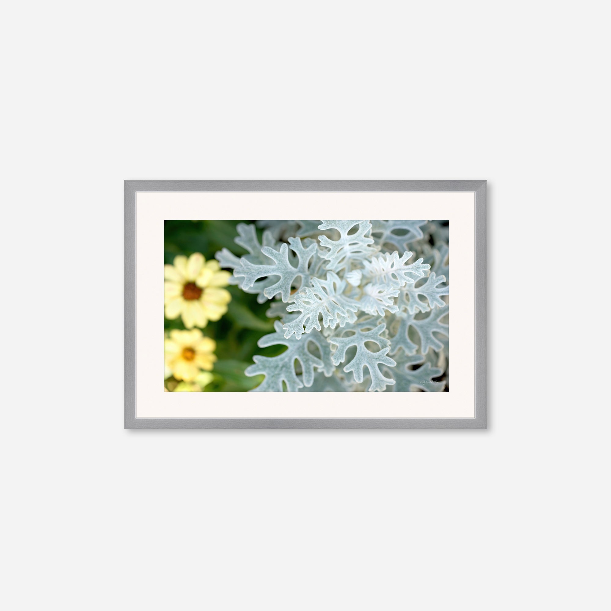 Flowers no. 2