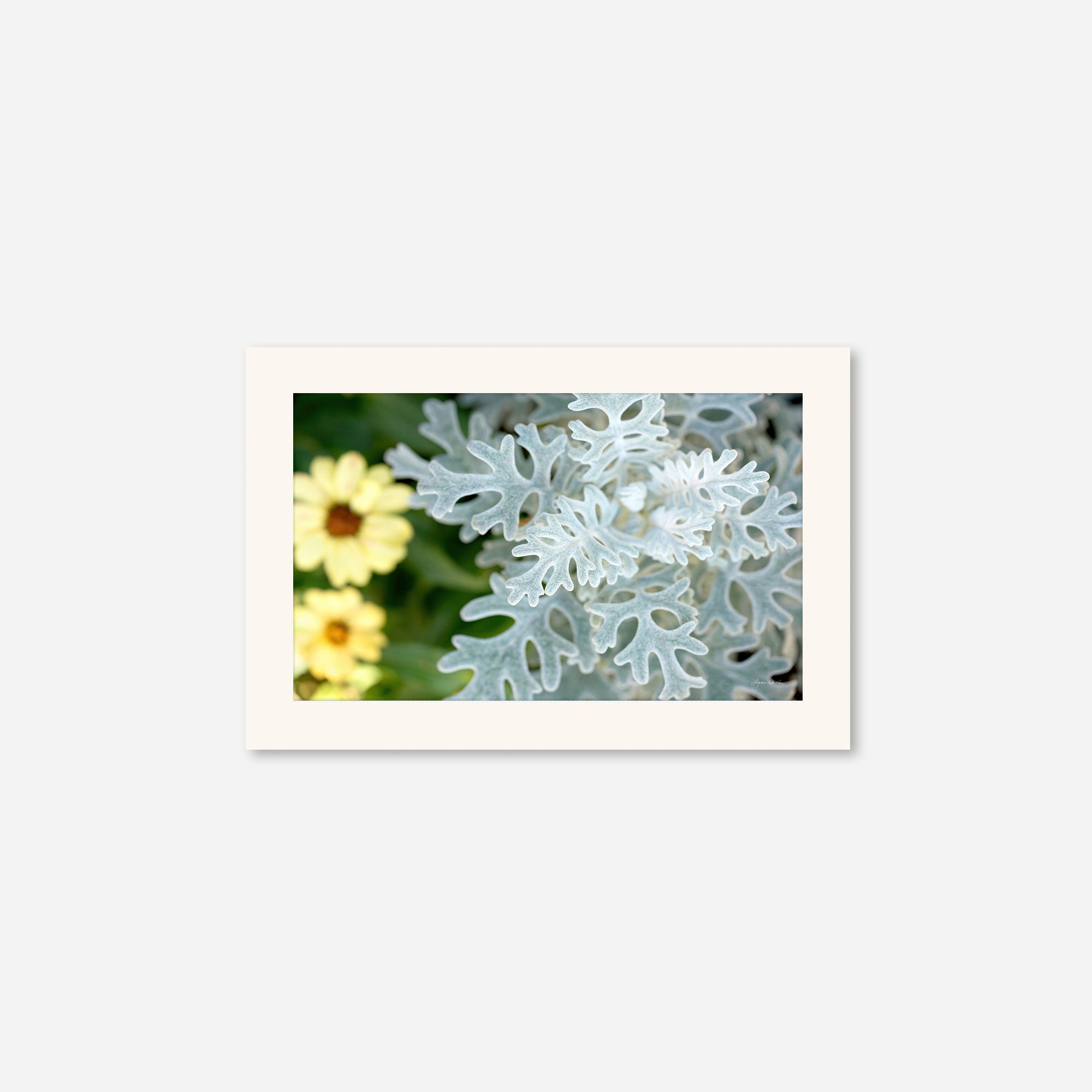 Flowers no. 2
