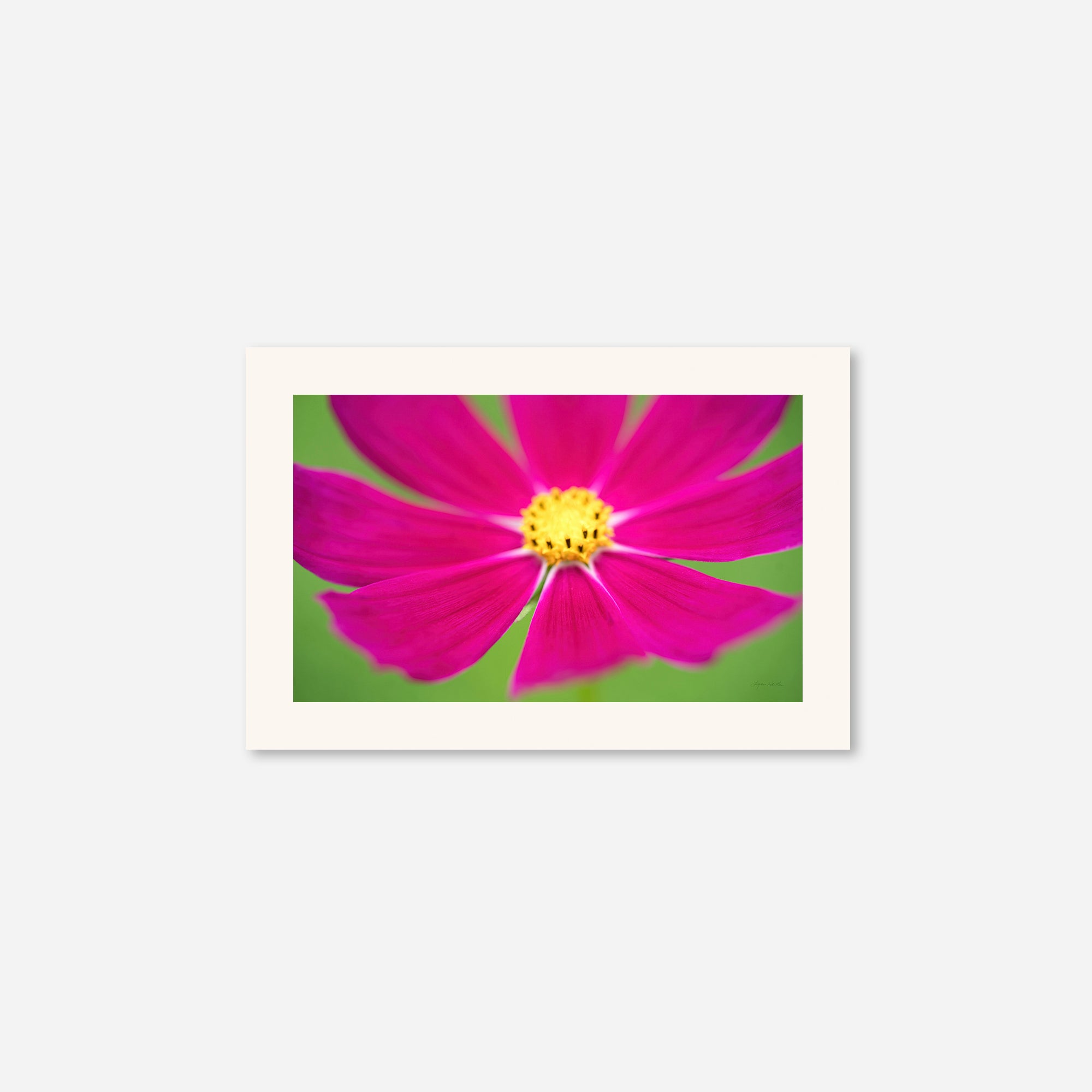 Flowers no. 1