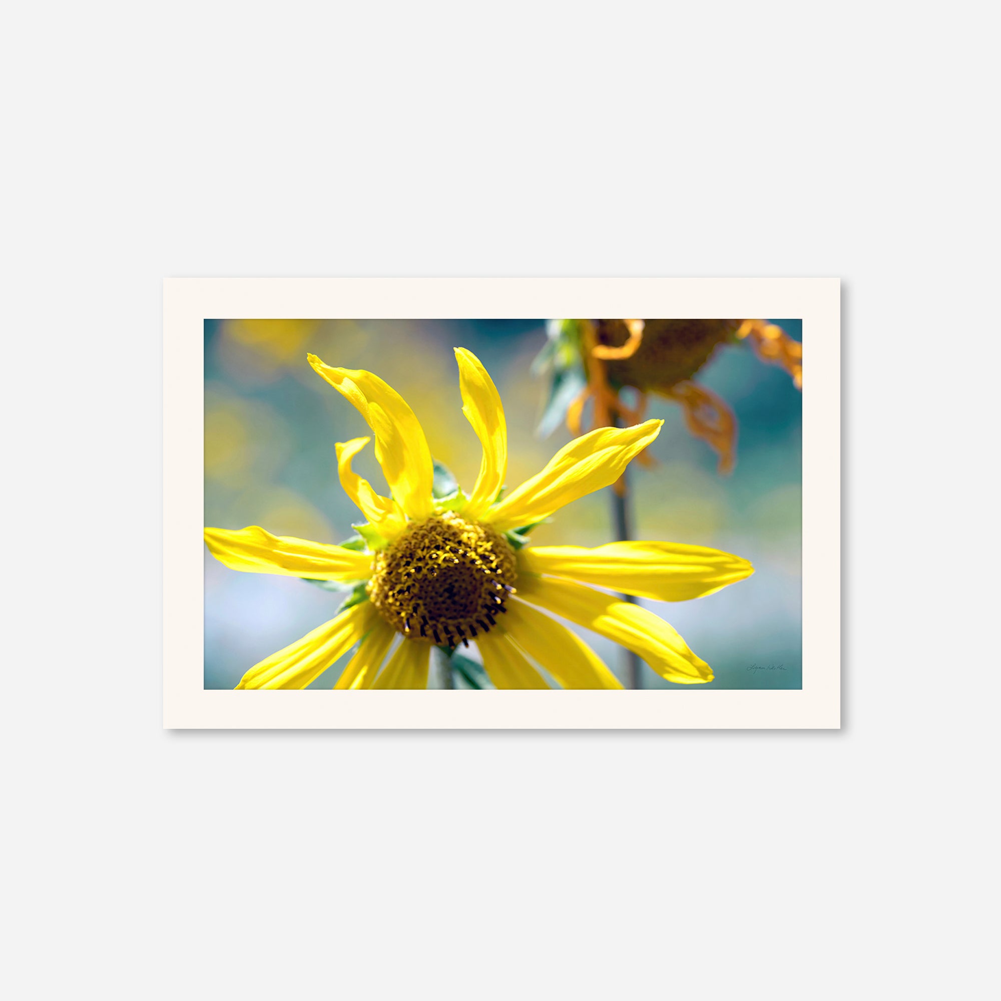 Flowers no. 6